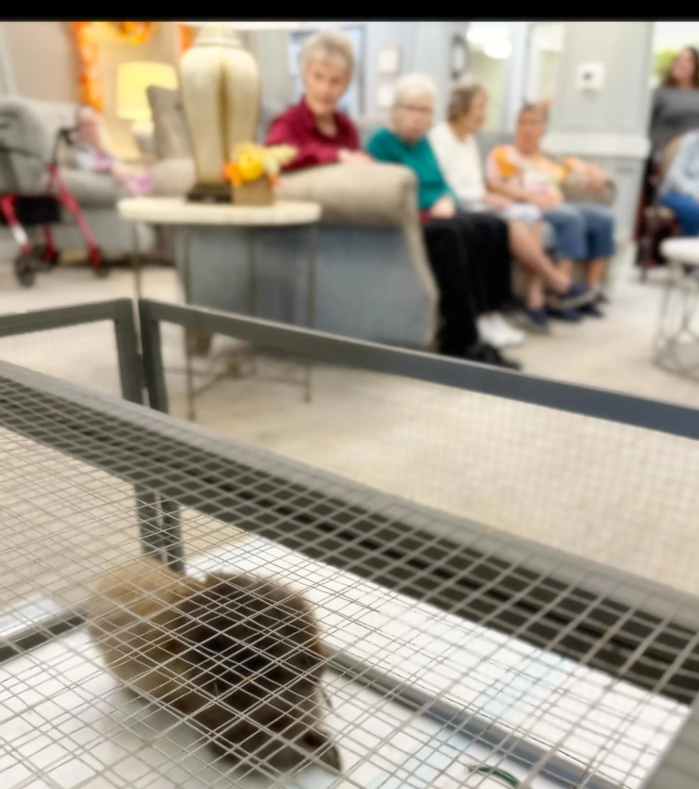 Soemtimes just spending time with someone can brighten their day. A conversation can energize their spirit.  Connection can spark joy. 

Our hen therapy visits accomplish so much just by being present and sharing the gift of therapy chickens with Sen