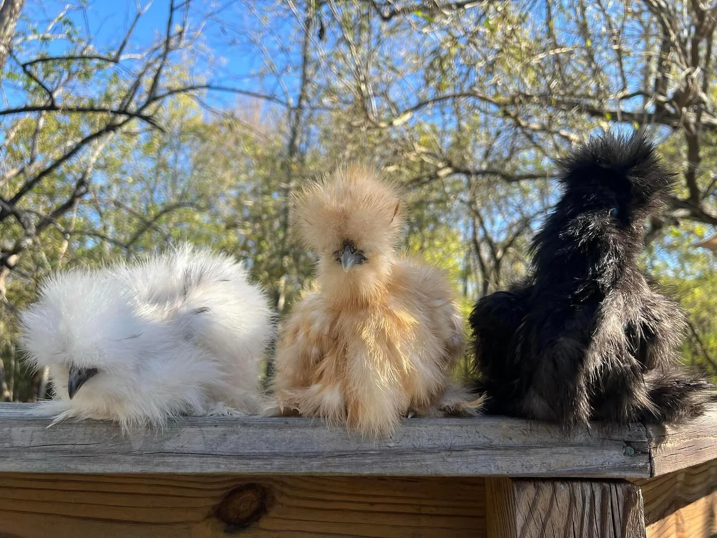 🐓Introducing the Golden Girls!

Meet our newest therapy hens, Sophia, Dorothy and Blanche. These sweet girls are prepping to start their journey living full time at an incredible Senior Living Community!

Today we met with the staff and they are so 