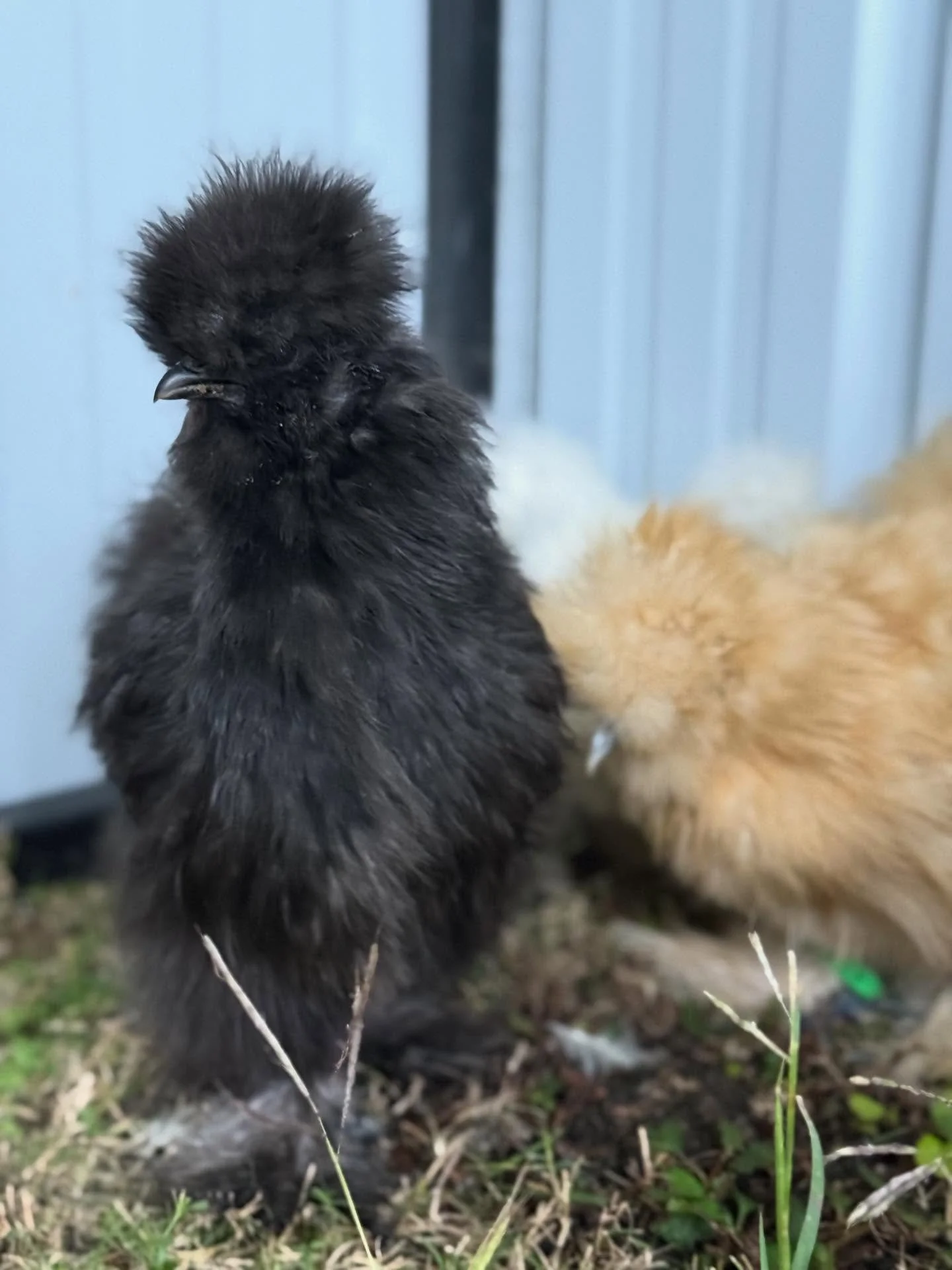 A fun visit to see the Golden Girls tonight. They are off to a great start their first week and are getting acclimated to being handled and cuddled.  We are excited to see them interact with residents more and all the fun activities coming up with th