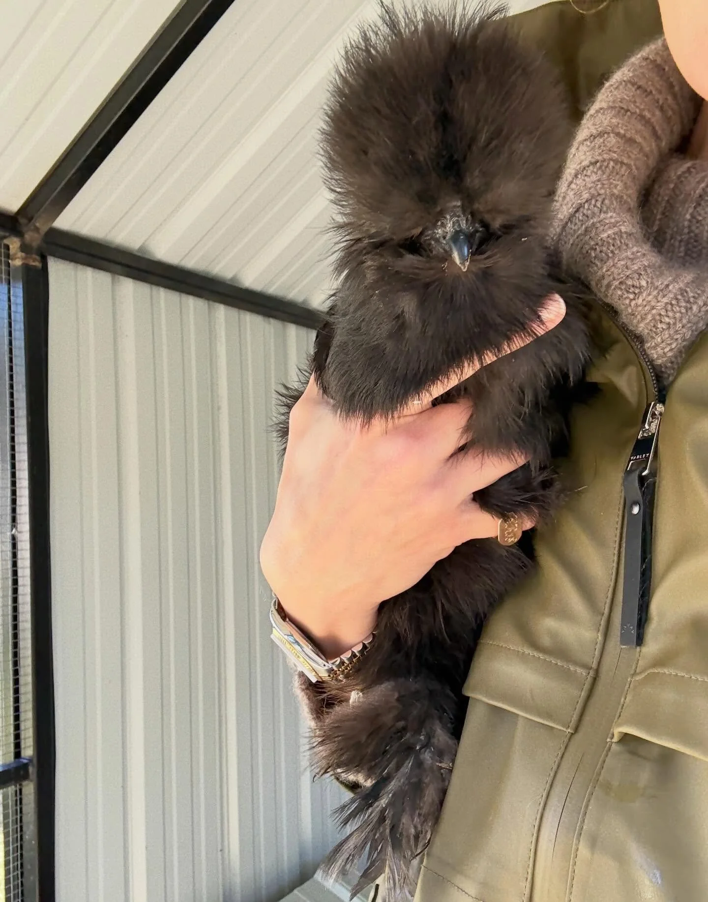 Cuddles with Blanche. 

For me, there&rsquo;s very little that some chicken snuggles won&rsquo;t cure. The Golden Girls have been settling in nicely at their new home and are enjoying this very busy holiday season! 

Back at the ranch we are working 