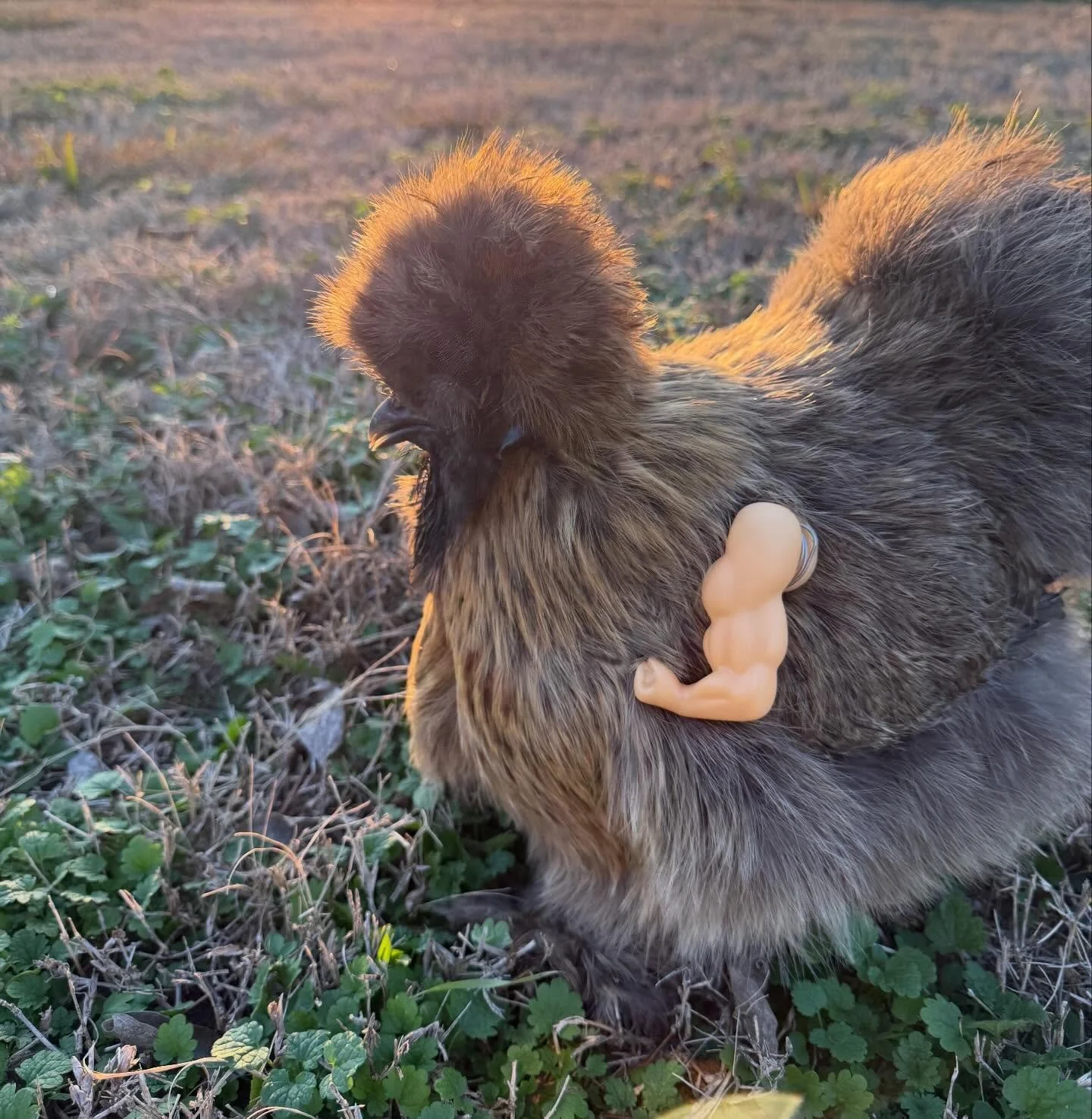 Grits wanted to pop into your feed to bring you a smile during this busy holiday season. #therapychickens #silkies #animaltherapy