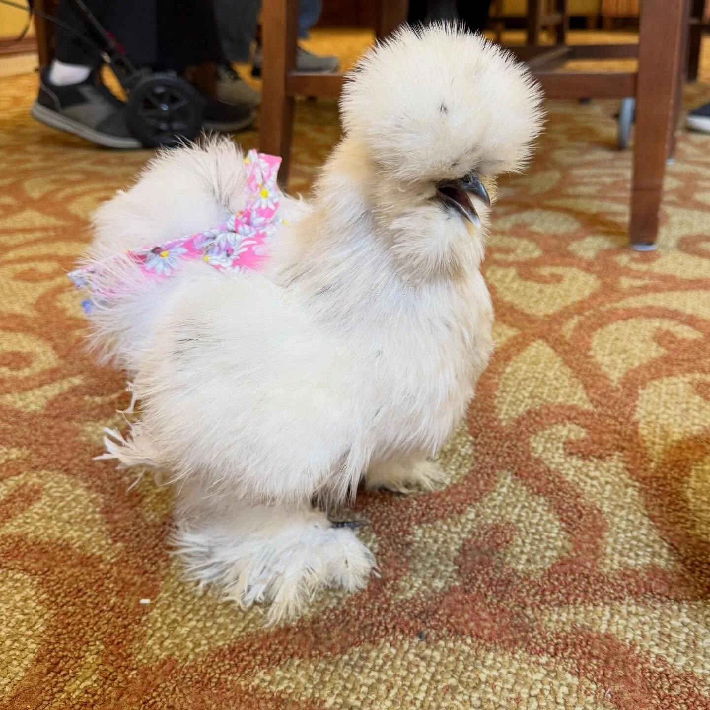 Golden Girls happy hour! 

We had the privilege of joining a special early Valentine&rsquo;s Day happy hour with the residents and staff at the Senior Living Community where the Golden Girls live full time.  They looked precious in their custom made 