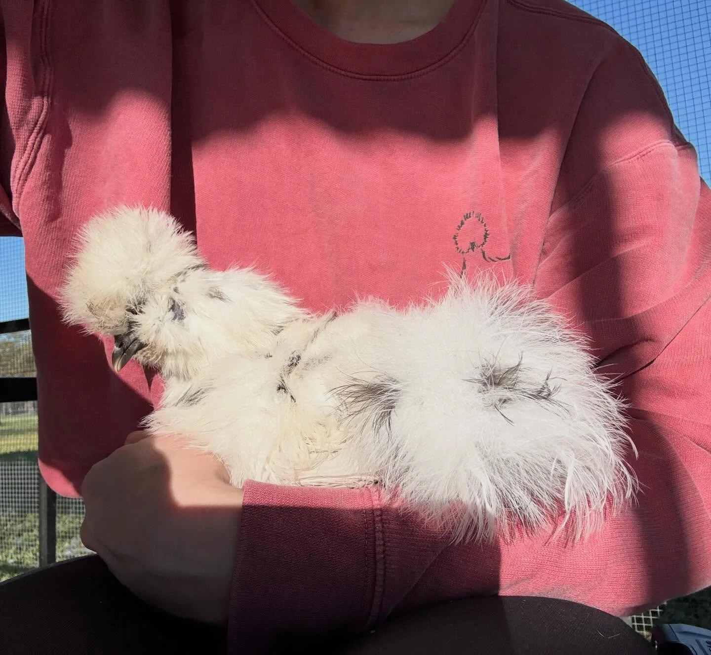 Chicken cuddles are always a great idea.