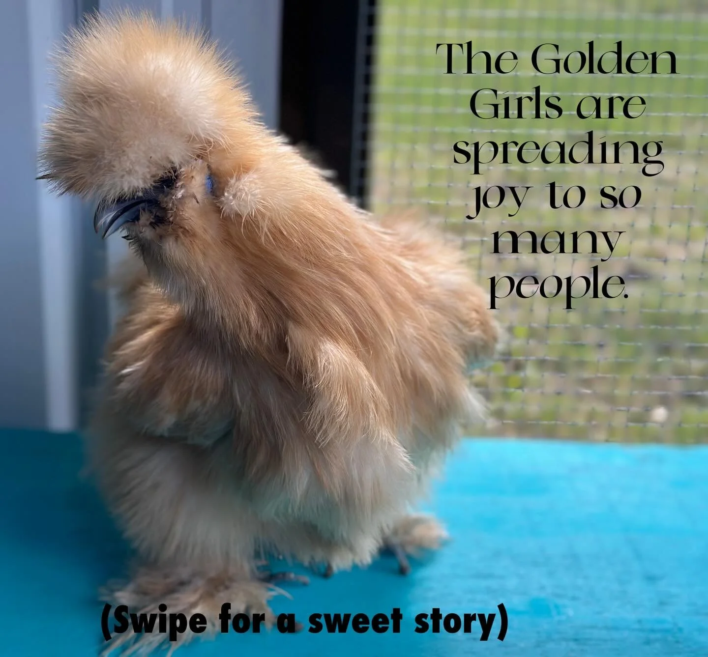 Heartwarming stories like this make all the work so rewarding. 💚 
#seniorcare #seniorliving #spreadjoy #silkies #therapyanimals