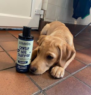 puppy-shampoo-1.jpg