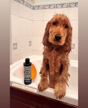 puppy-shampoo-6.jpg