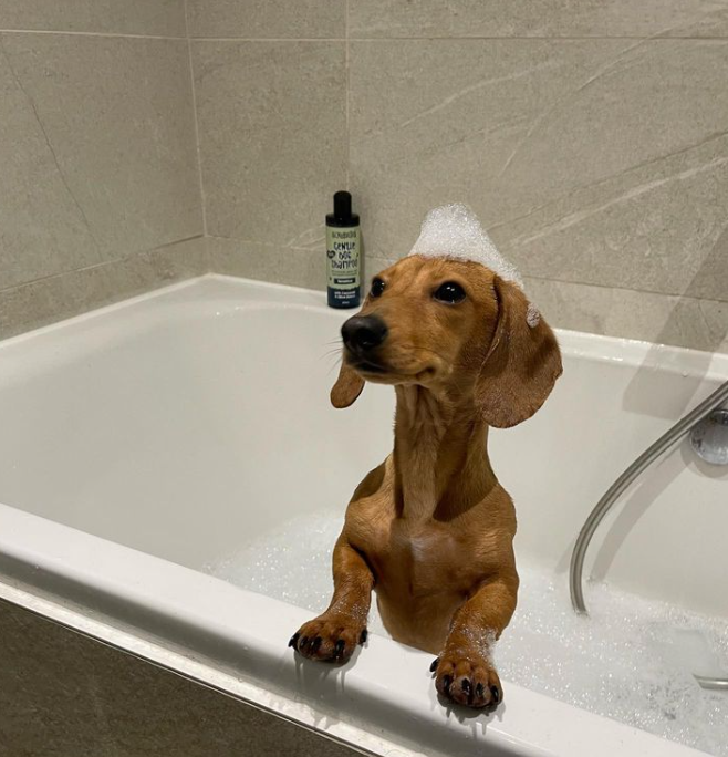 waldo-dog-shampoo-datchund.png