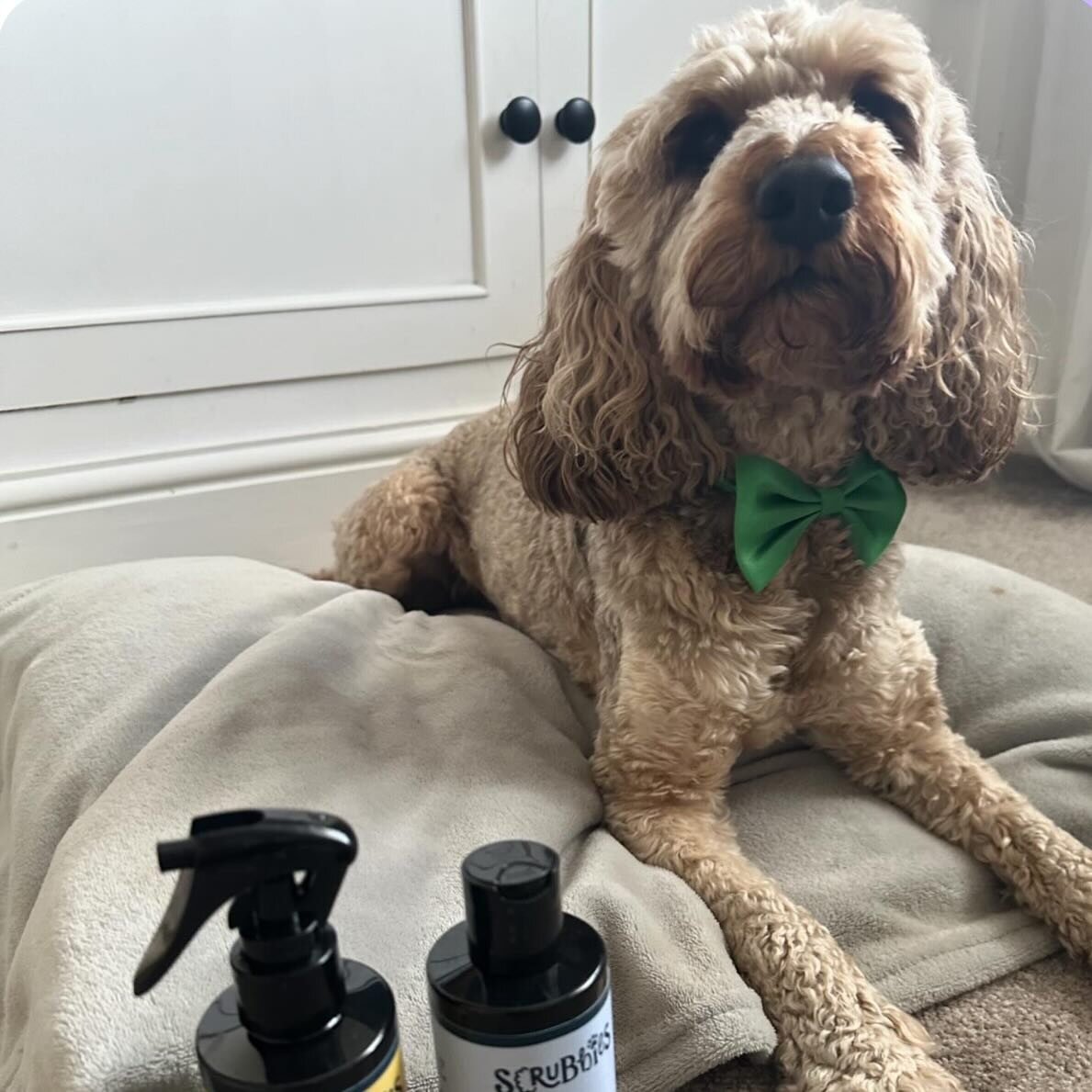 We can&rsquo;t wait to see what @diesel.cockapoo thinks of our detangler products. It was amazing to meet you this week 🥰 Looking super handsome already in his bow tie. 🎀

#DogDetangle #SmoothFur #HappyPup #GroomingEssentials #DogCare #PetGrooming 