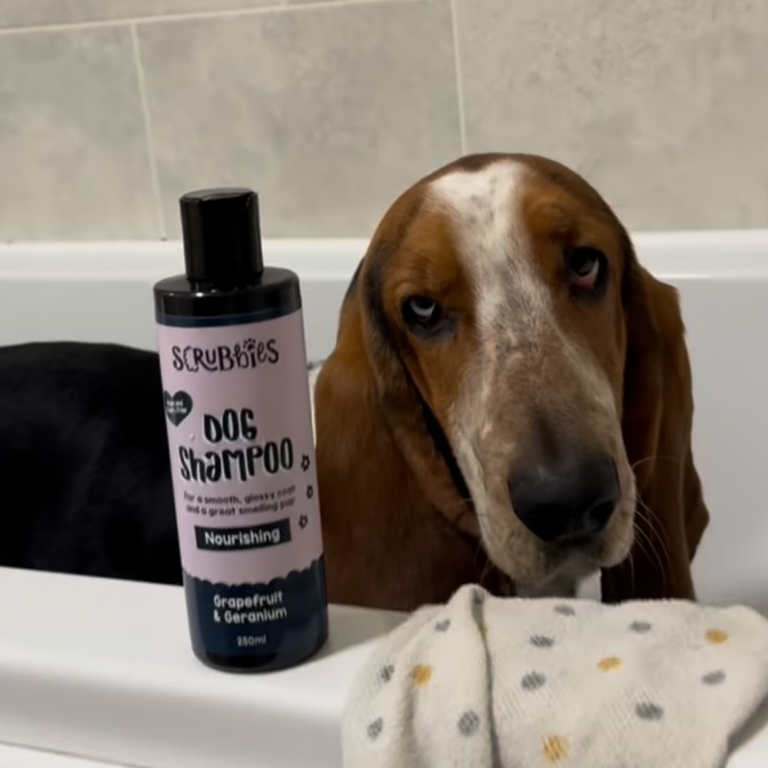 He&rsquo;s looking less than impressed with bath time! But @iambruceybratwurst the nourishing shampoo will make you super soft and hydrate any dry skin! 😍
