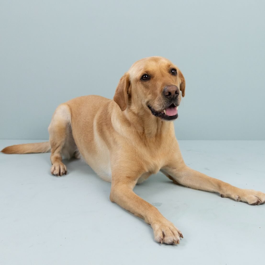 🦴🐶 Spoil Your Dog Day is here! Treat your pup to a luxurious bath with Scrubbies Dog Shampoo. Our formula not only cleans but nourishes your dog&rsquo;s skin and coat, leaving them soft and shiny. 🌟🛁

#SpoilYourDogDay #PamperedPup #DogCare #Scrub