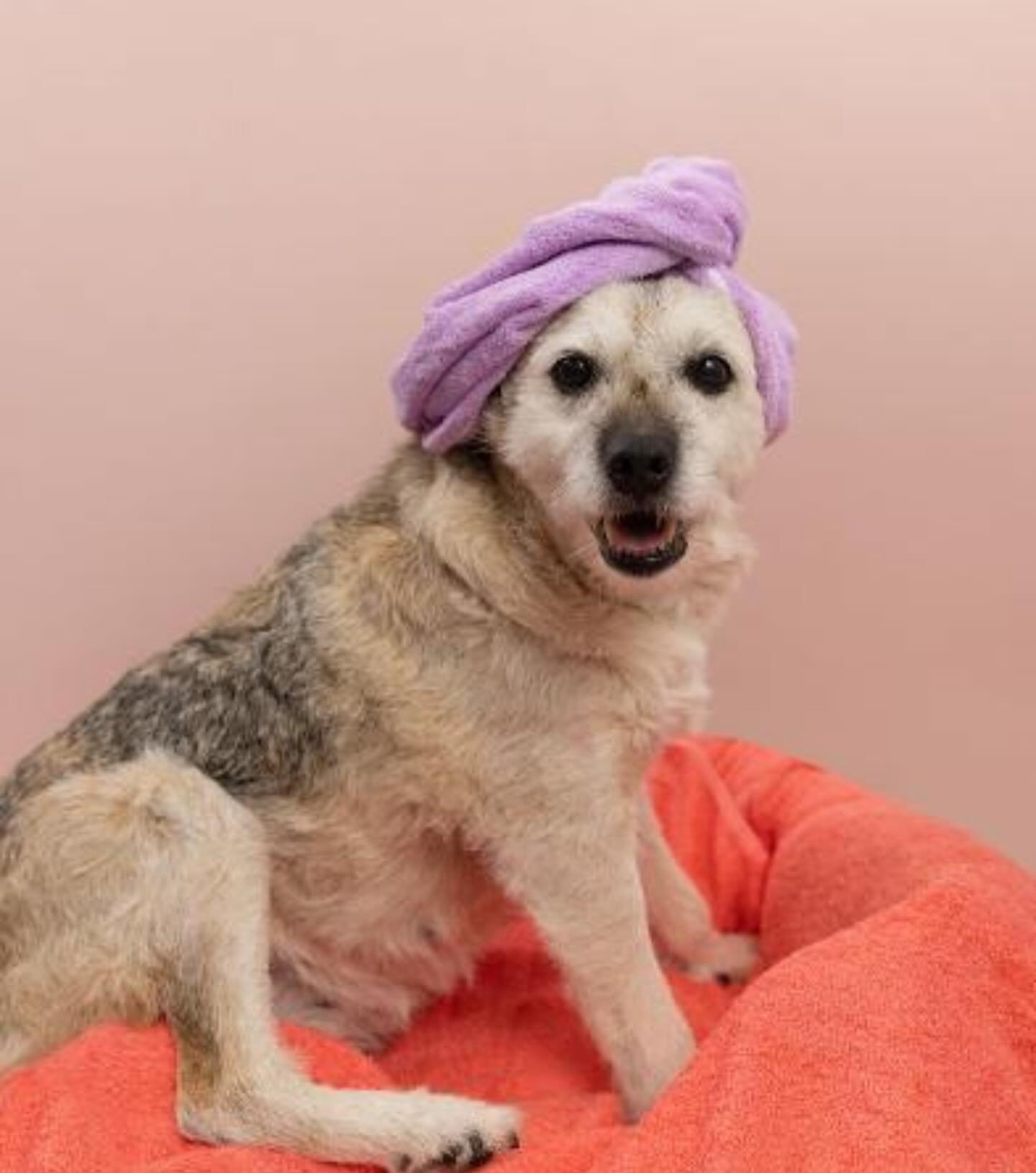 🐕&zwj;🦺 Celebrate the amazing mutts in your life! Happy National Mutt Day! Show your mixed breed some extra love with a bath using Scrubbies Dog Shampoo. Perfect for all coat types, keeping every pup clean and happy. 🌟🛁

#NationalMuttDay #LoveMut