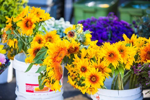 Solana Beach Farmers Market, farmers market in Solana Beach, photo 4 of 6