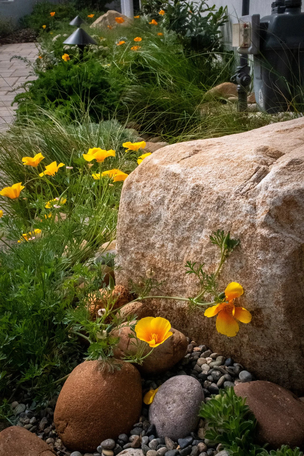 After Planting: A pair of large boulders create permanence as large garden anchors, letting the garden shift around it as plants find their ecological niche.