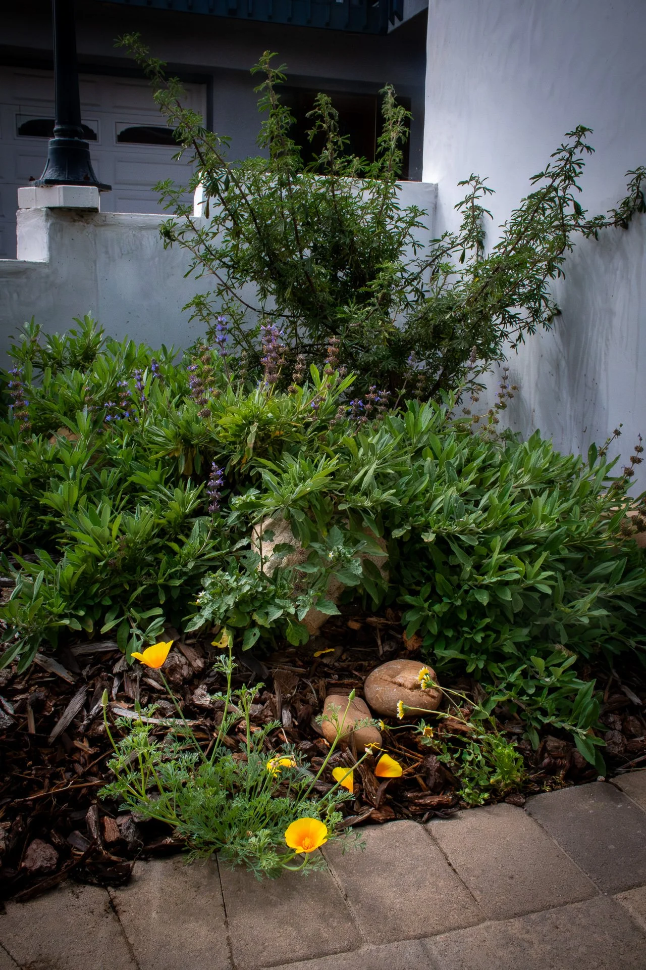 After Planting: Yellow Bush Lupine creates a focal point at the end of the walkway, particularly when in bloom. Dara's Choice Sage serves as a foil to the Lupine's darker green foliage, as well as perfuming the air.