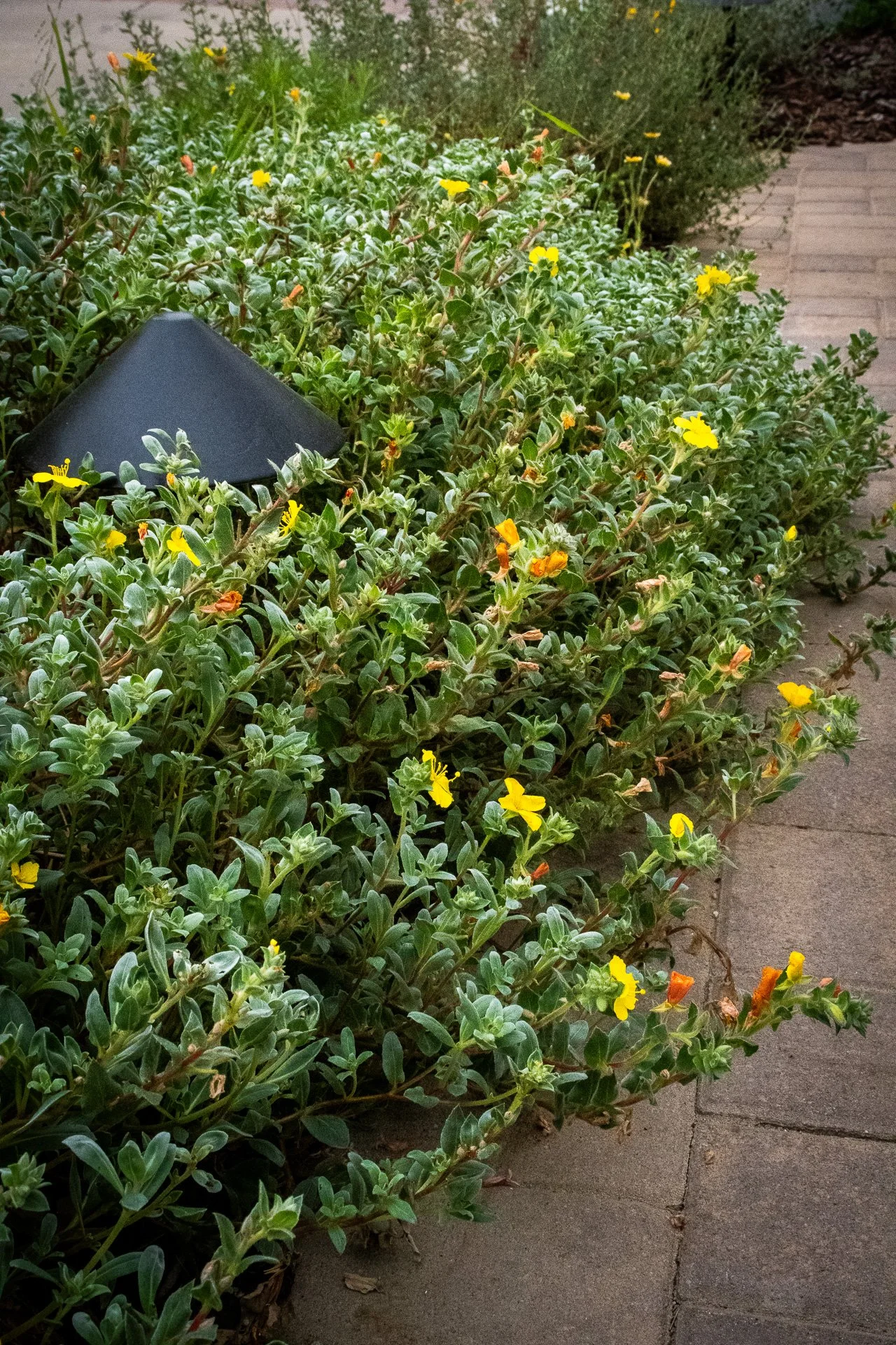 After Planting: The client adores the color yellow; luckily Beach Suncups delivers this throughout the year with its cheerful, bright yellow blooms.