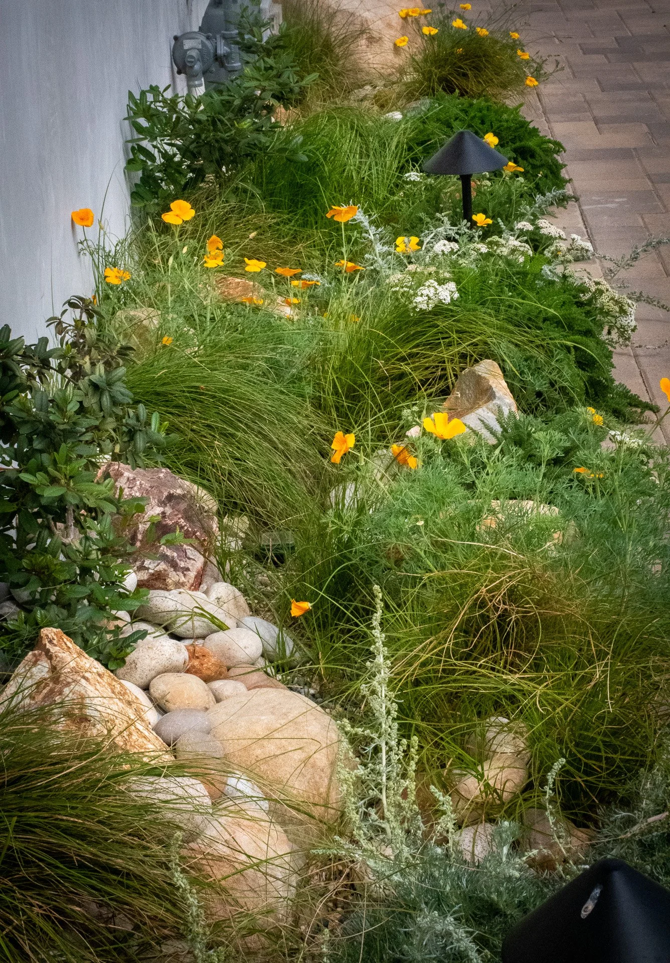 After Planting: Here you can see the linear rain garden, framed in boulders and cobble. Yarrow and Artemisia contrast with the fine texture of the Sand Dune Sedge to create a beautiful tapestry.