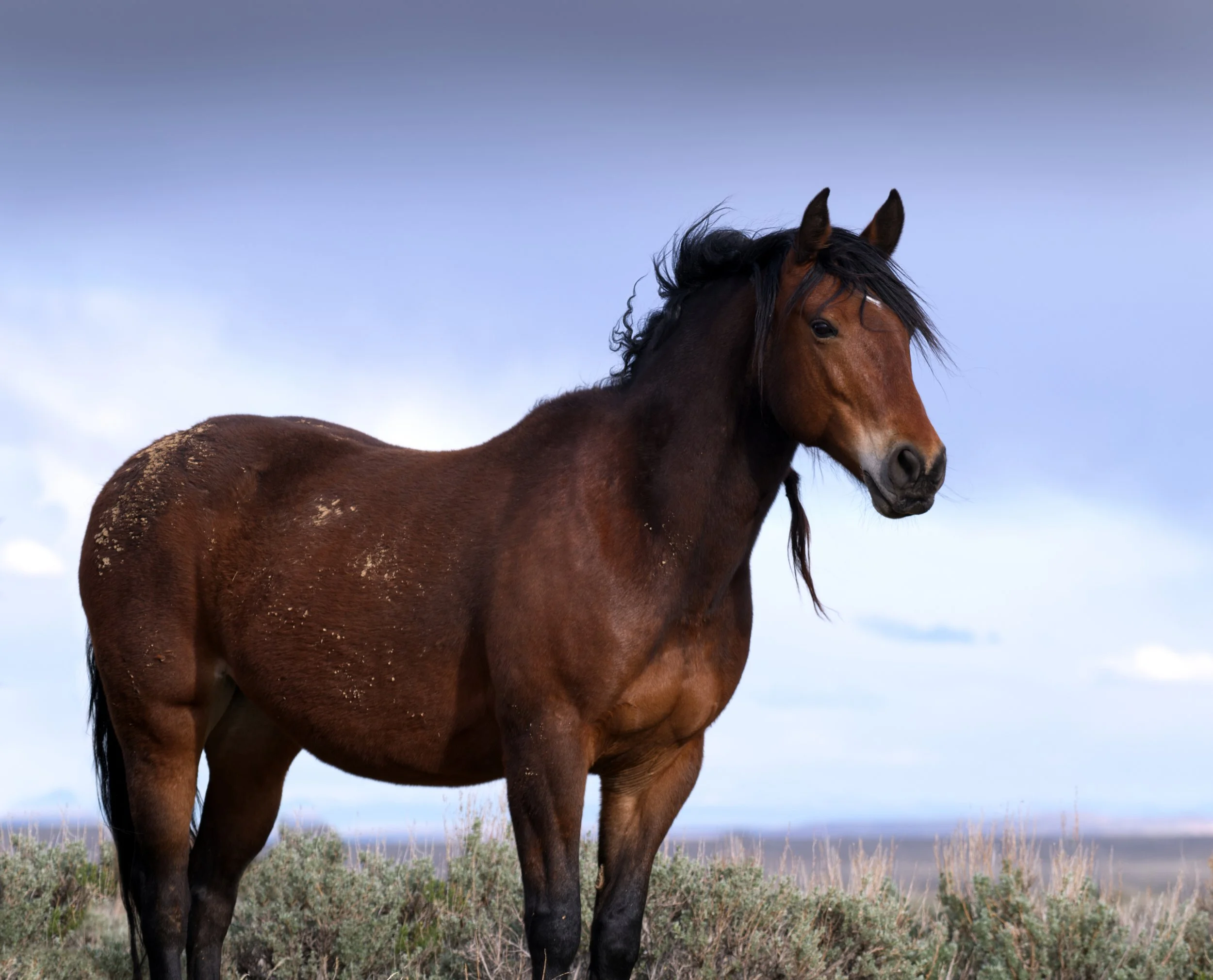 MCCULLOUGH SHIMMER for website.jpg