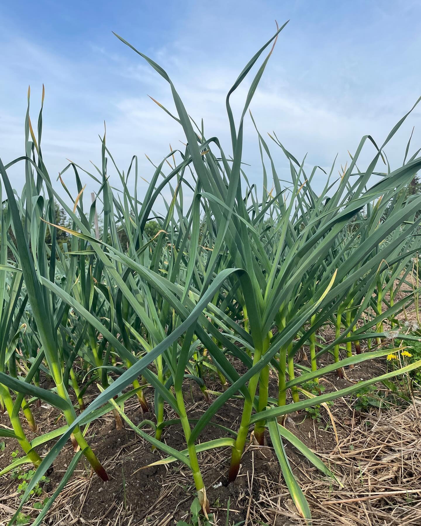 The garlic is looking GORG hunny but her newest enemy (in VT) is beginning to show itself. Yes, few are spared from leek moth, one of the few insect threats to alliums. While they prefer leeks, garlic is certainly an adjacent pleasure. Their wormy la