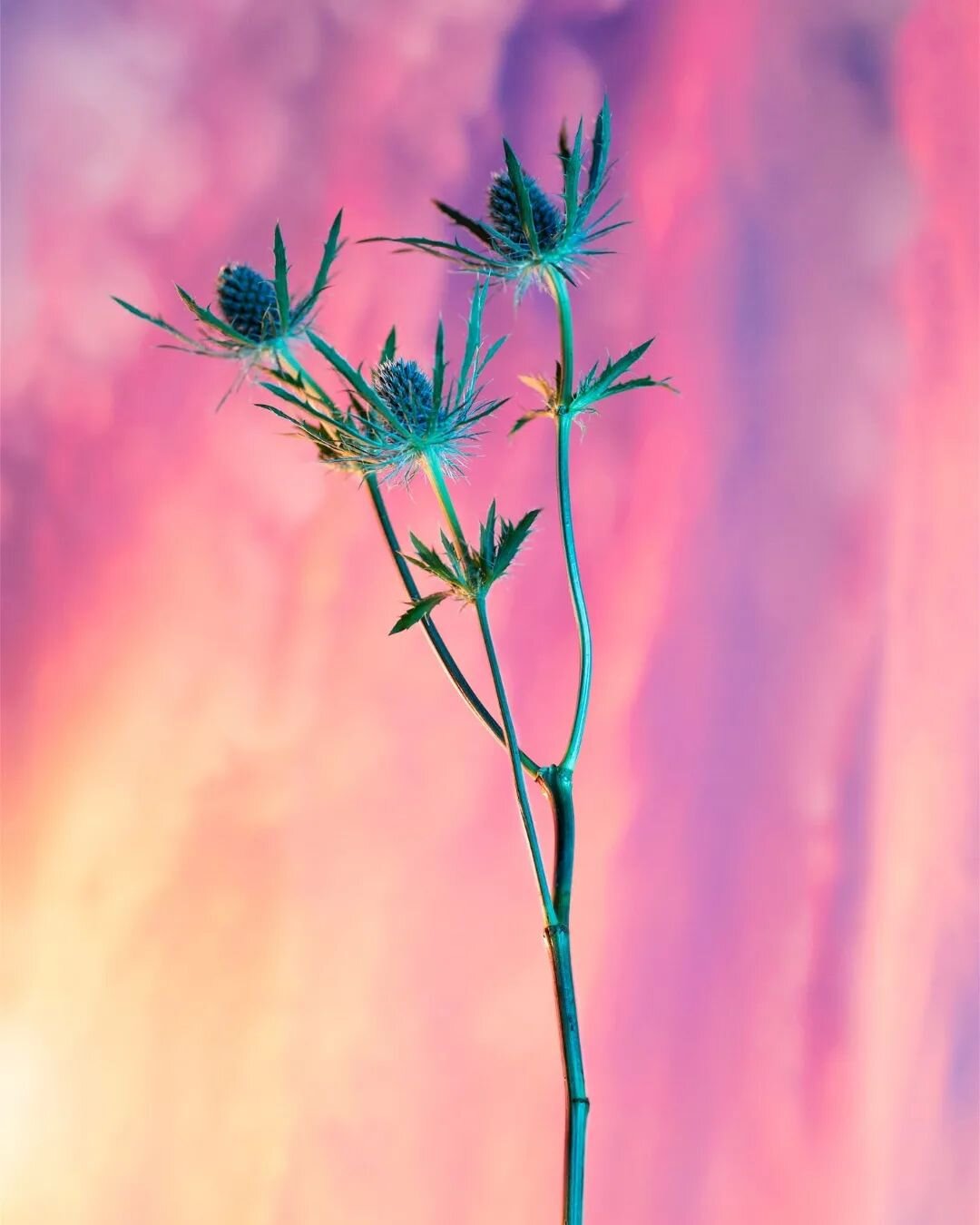 PASSION FLEURS
Ce court et simple voyage avec mon ami Dominique s'est av&eacute;r&eacute; une r&eacute;elle r&eacute;v&eacute;lation et inspira assur&eacute;ment cette s&eacute;rie photo. Pendant ce p&eacute;riple au Mexique, j'y d&eacute;couvris un 