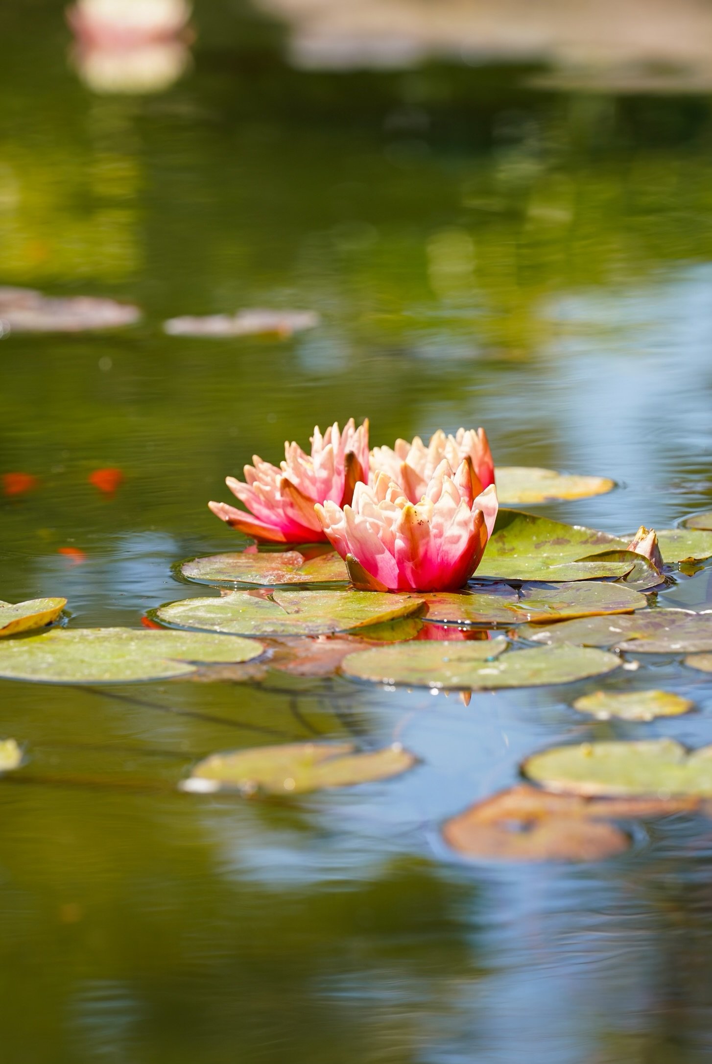  Close up photo of water lilies. Photo by Kimberly Carrillo 