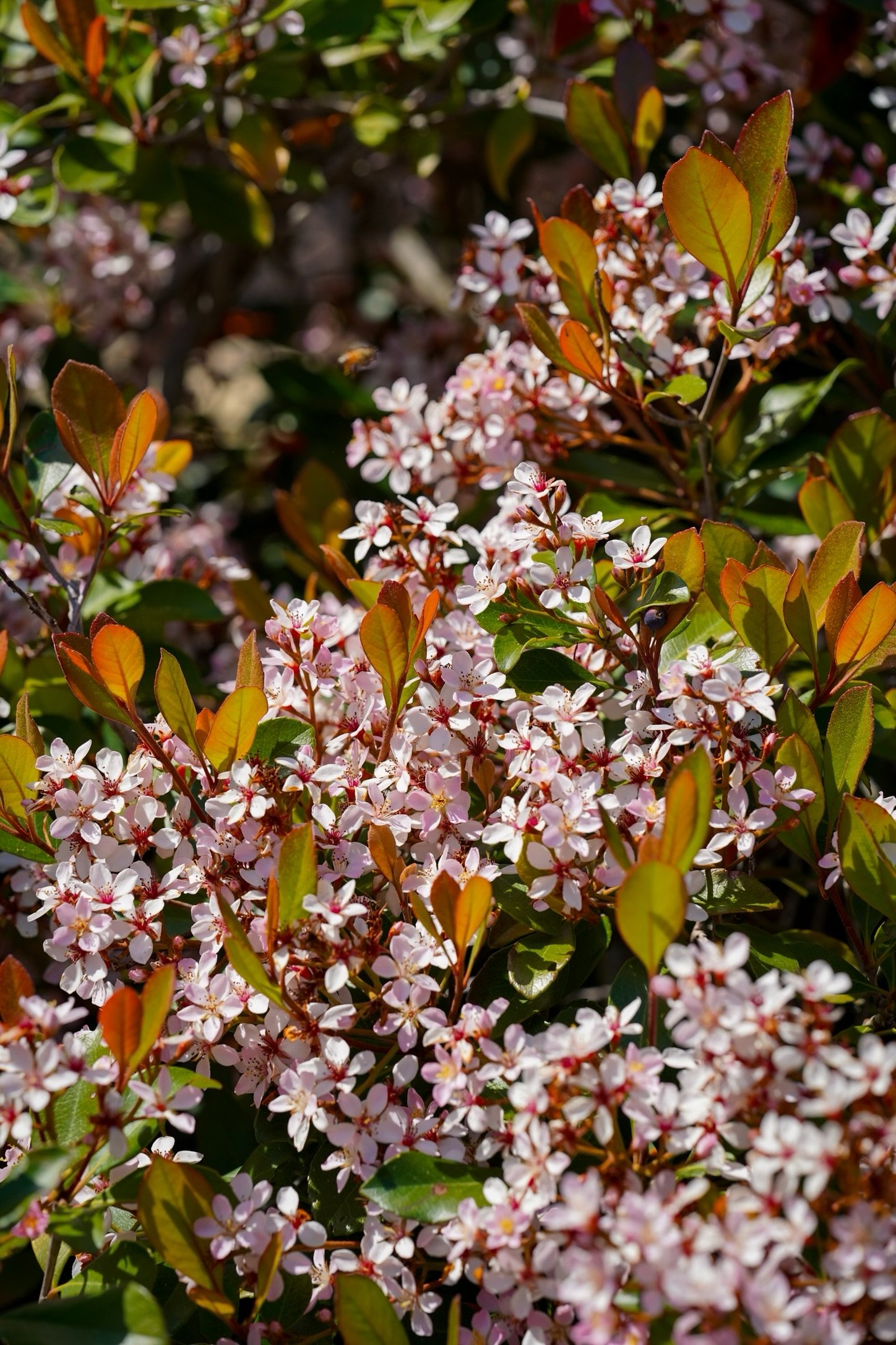  Photo of a shrub with light pink  flowers. Photo by Kimberly Carrillo 