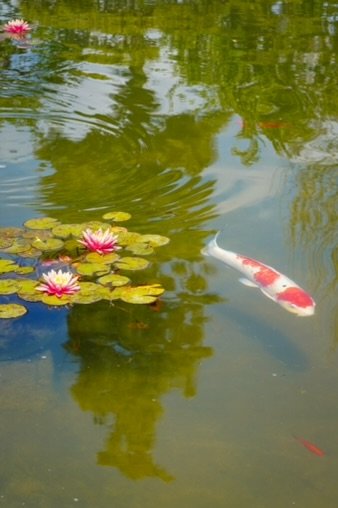  Photo of a white-orange koi fish swimming by water lilies. Photo by Kimberly Carrillo 