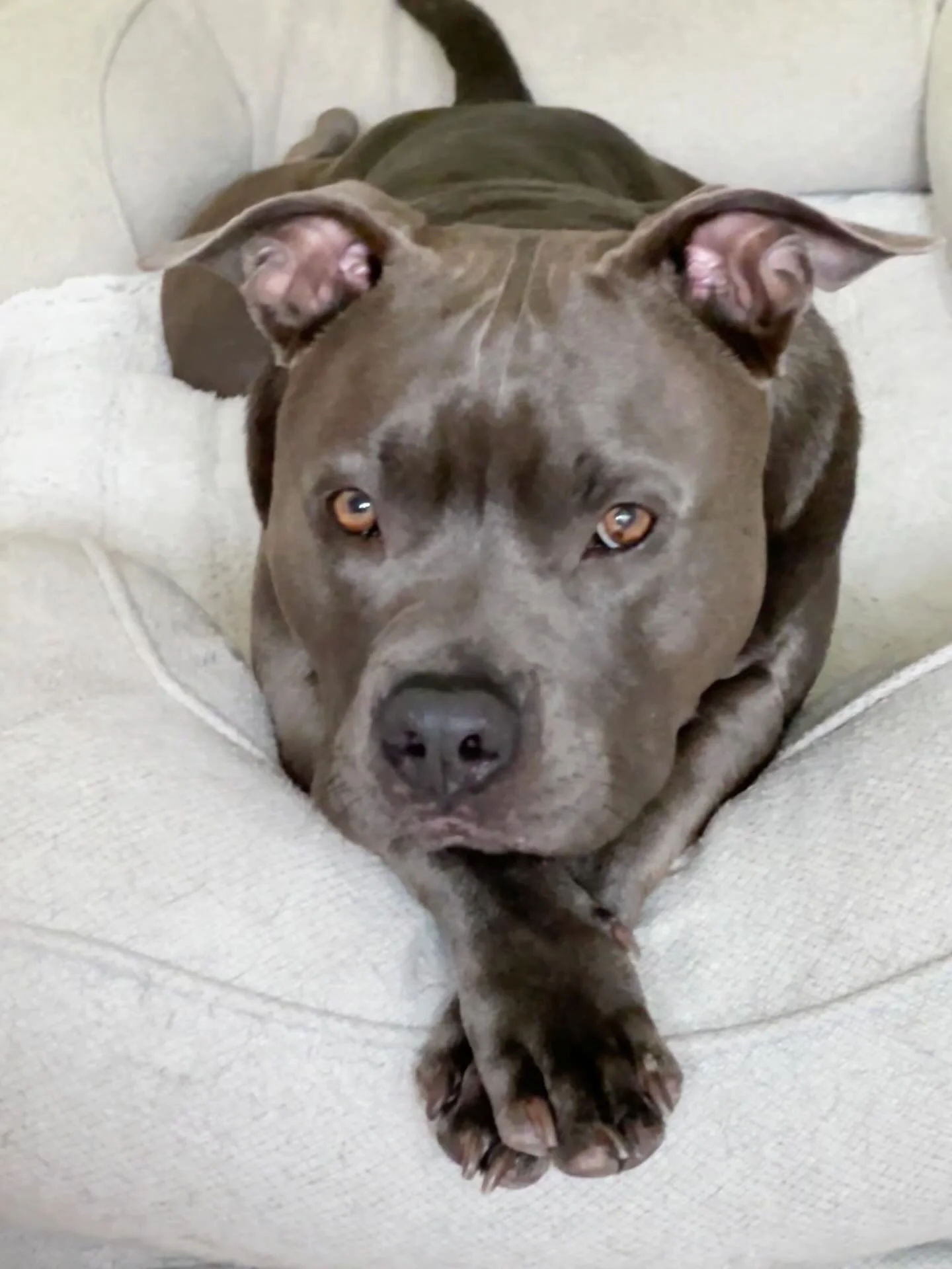 ✨Happy Birthday, Widdie!✨

A day late, but we&rsquo;re celebrating you, Little Dog! 

➡️ AND we&rsquo;re celebrating that, by BEING the most loving, communicative, and compassionate humans we could be when we brought you home, we automatically brough