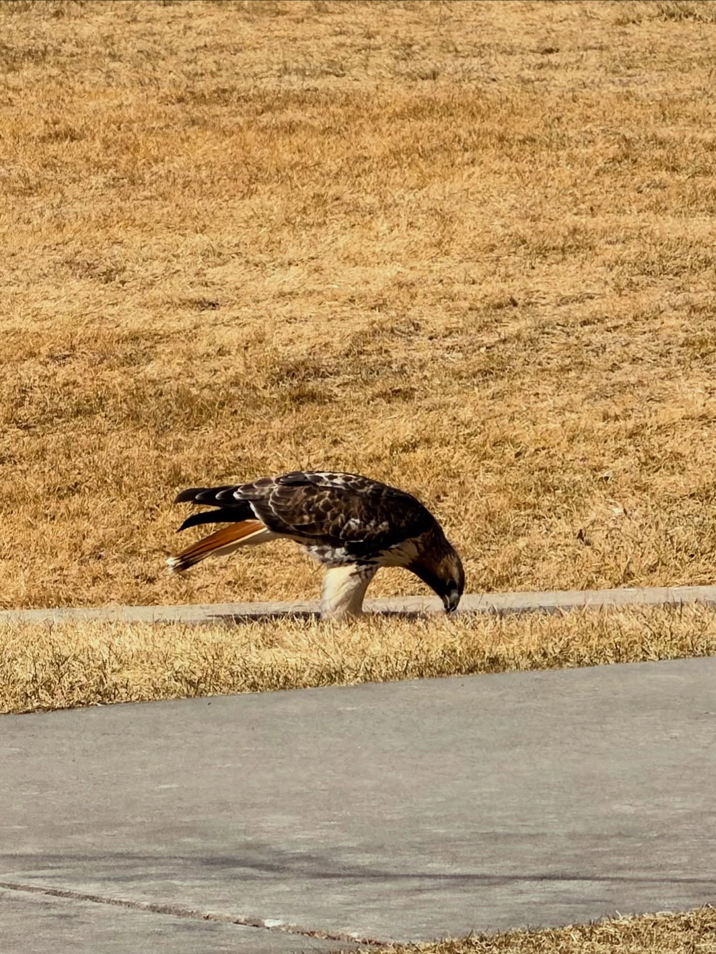 ✨What if I fall?! But oh, my Darling! What if you FLY?✨

The Universe is always ready to offer you the support you need! 

I was struggling with my run today, and when I started to tap into the excuses, I saw these two beauties within a block of each
