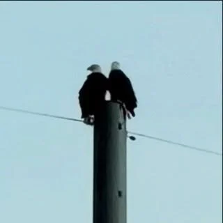 Just because you&rsquo;ve never seen it before doesn&rsquo;t mean it&rsquo;s not possible!! 😍🦅

#hillarywolfereikiandcoaching #makeyourownmagic #reiki #reikimagic #baldeaglesaremyspiritanimal