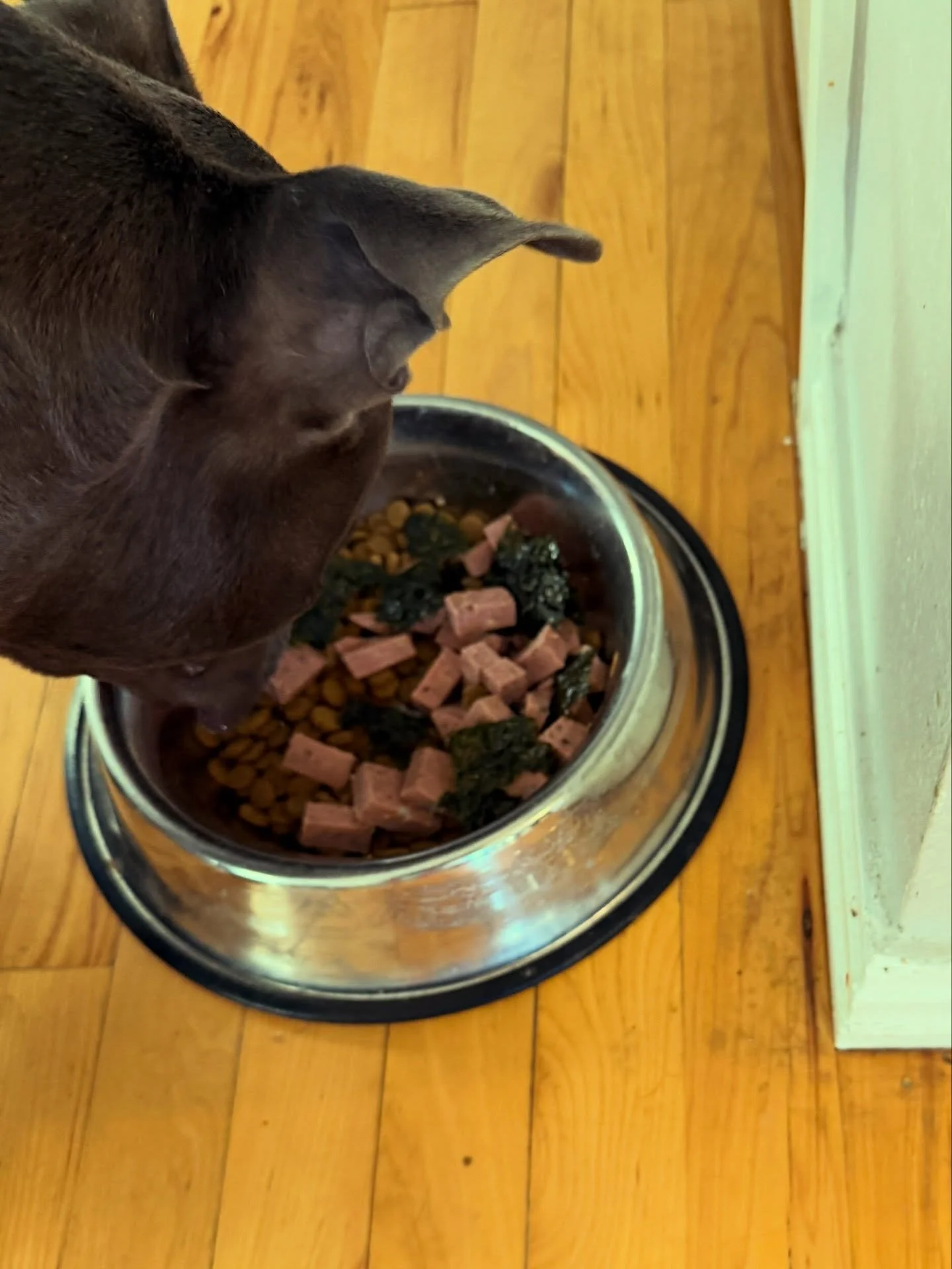 ✨Pittie Hack!✨
(Or any doggo, actually!) 🐶🐕🐾

➡️ Your Bub LOVES &hellip;
&hellip; SEAWEED and might just not know it yet!!😮

This kid keeps eating ALL the grass on our walks but I just found out it&rsquo;s all sprayed with pesticides in our neigh