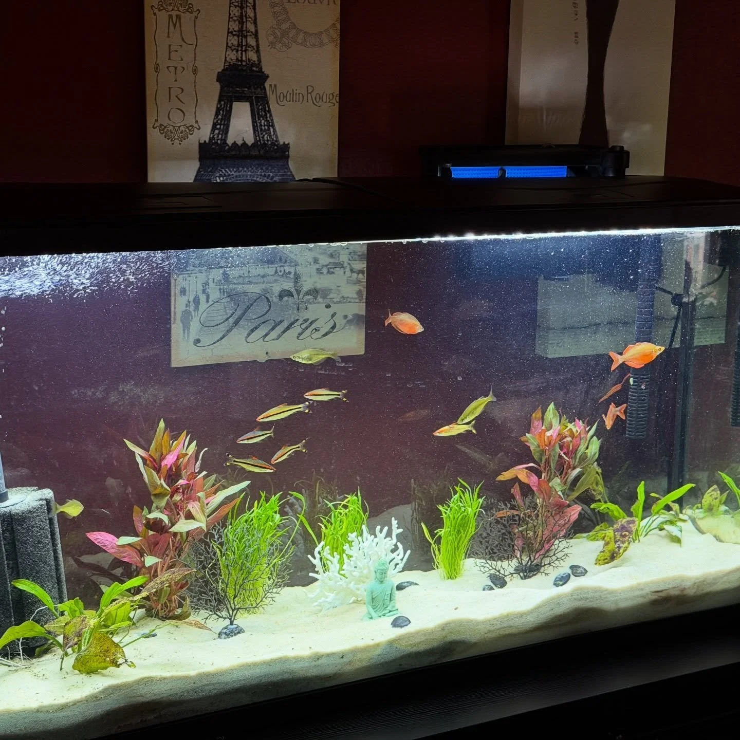 ✨You know you&rsquo;re a COACH when &hellip;✨

&hellip; You already KNOW and have named EACH fish in your aquarium AND you&rsquo;re ready to address each one&rsquo;s proposed weakness AND help him/her turn it into amazingness! 🤦&zwj;♀️😬

👉 Cuz tan