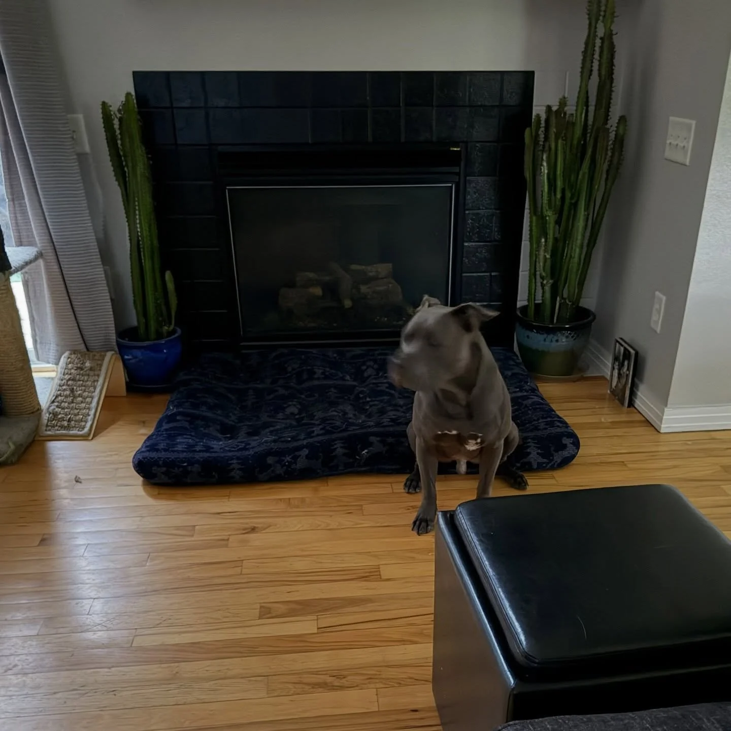 I said aloud, &ldquo;Moi, j&rsquo;ai besoin des momentes! S&rsquo;il te plait!!&rdquo; 

✨La Traduction: (The translation;)
➡️ (For the love of Nancy, can I please just have a HOT second?!)

The Bully backed up and sat on his bed. 😍😮🐶&hearts;️

&l