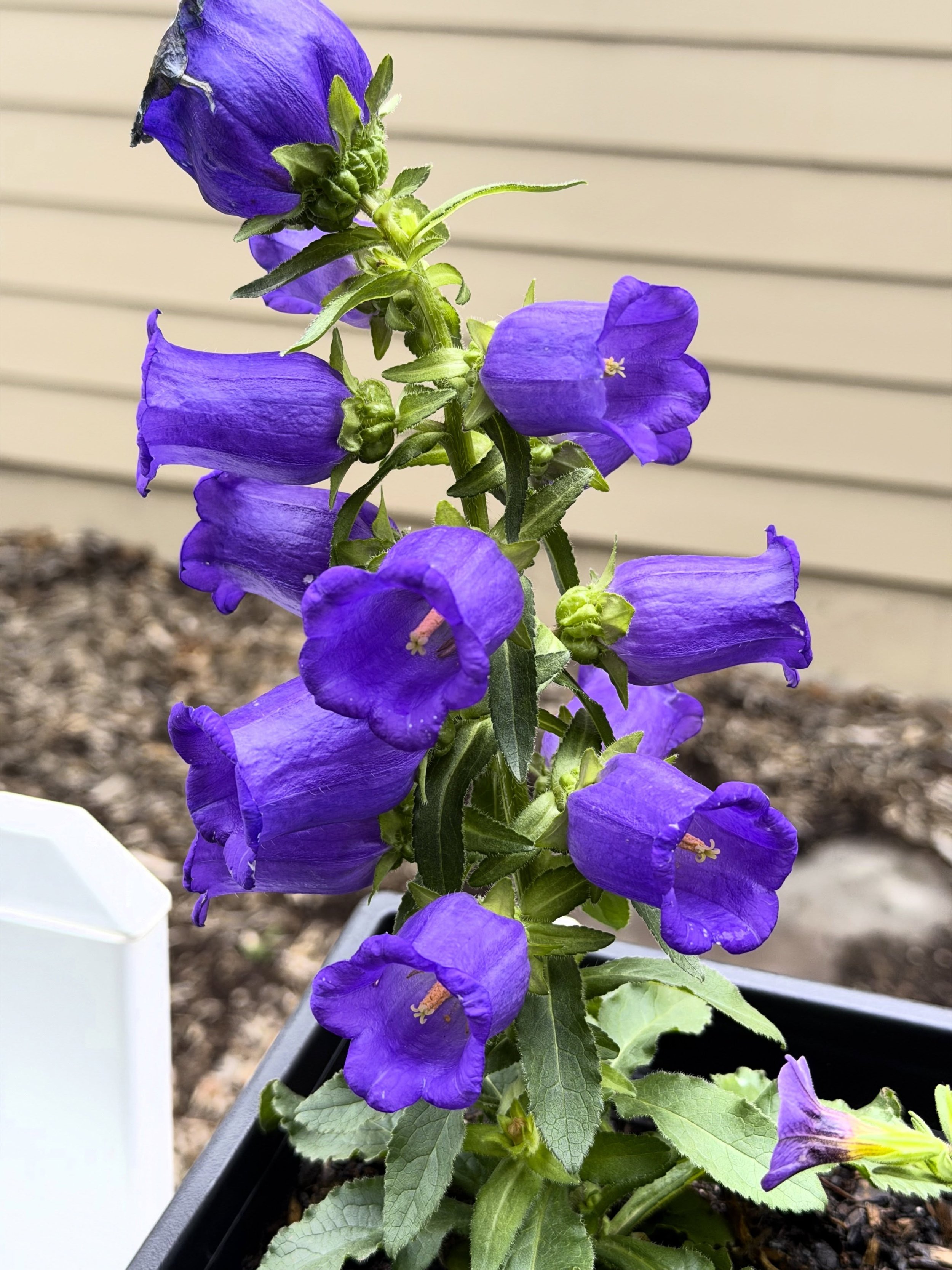 &ldquo;I think I should compare myself to every other plant, blossom, or green thing on the planet!&rdquo; 
👉 Said NO plant EVER!

In fact, the beauty in flowers is their unique coloring outside the lines within a general shape. 

And comparing ones