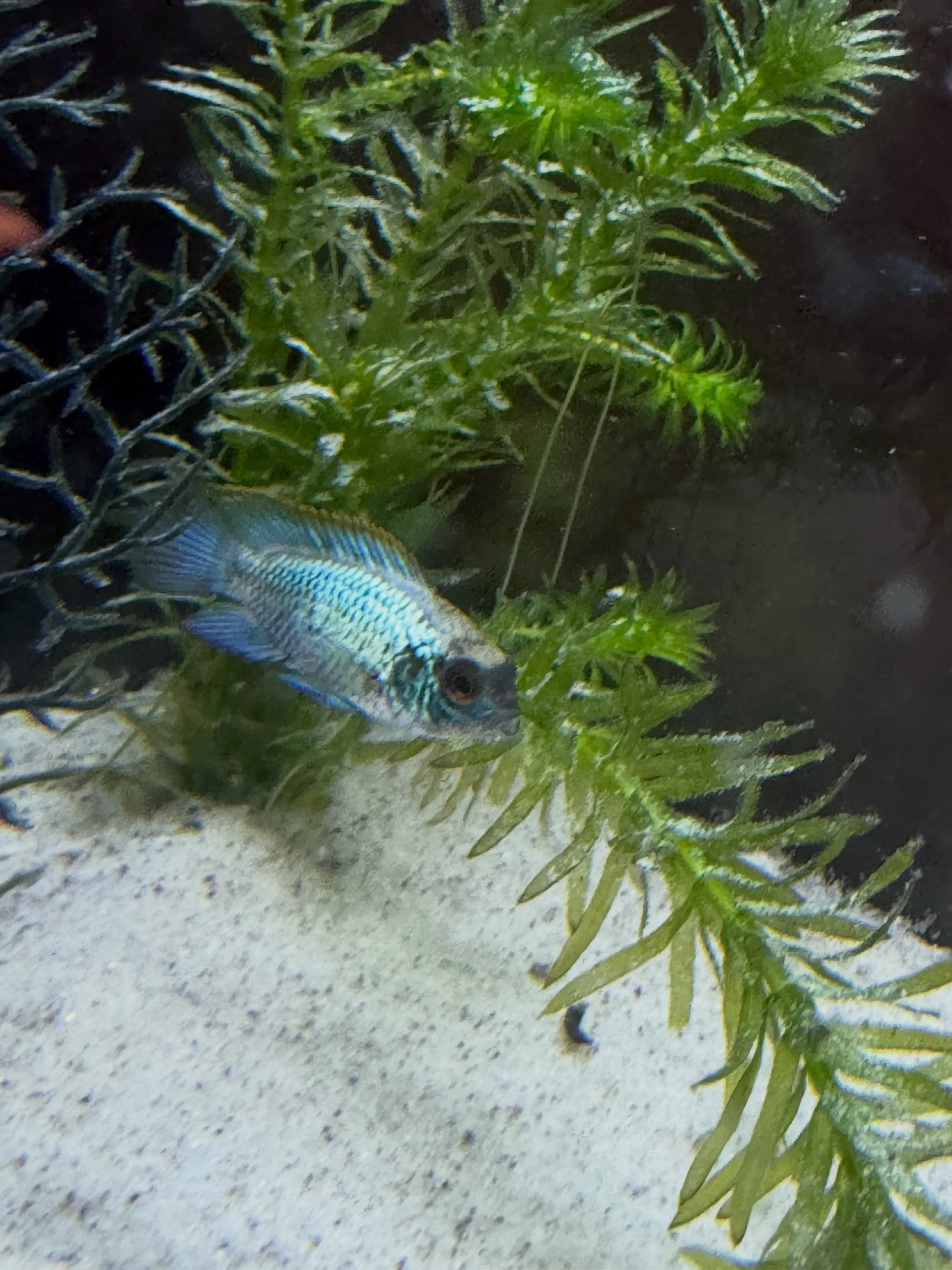 This is Carl. BE a Carl! 🐟

Carl is an electric blue acara.
When we first brought him home, he and his partner Raquel looked so similar, I couldn&rsquo;t tell them apart. 

His lighter blue hue and cream-colored face made it easy for him to blend in