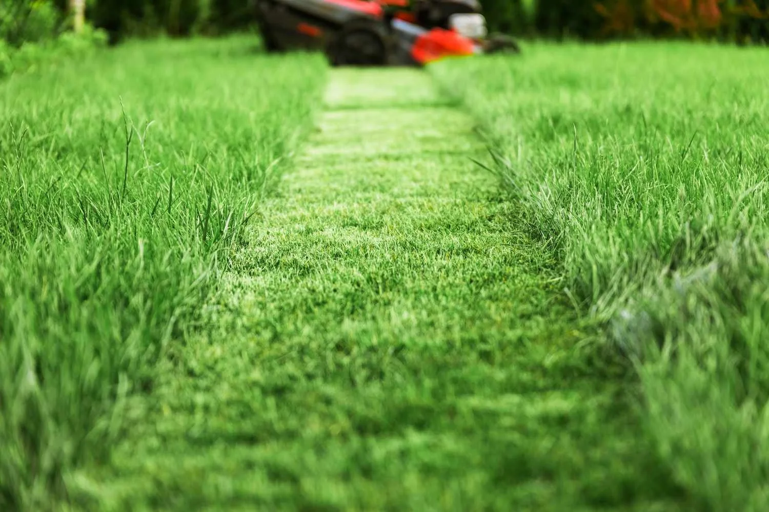 How Much Does Lawn Care Cost in Charleroi, Belle Vernon, and Greensburg?