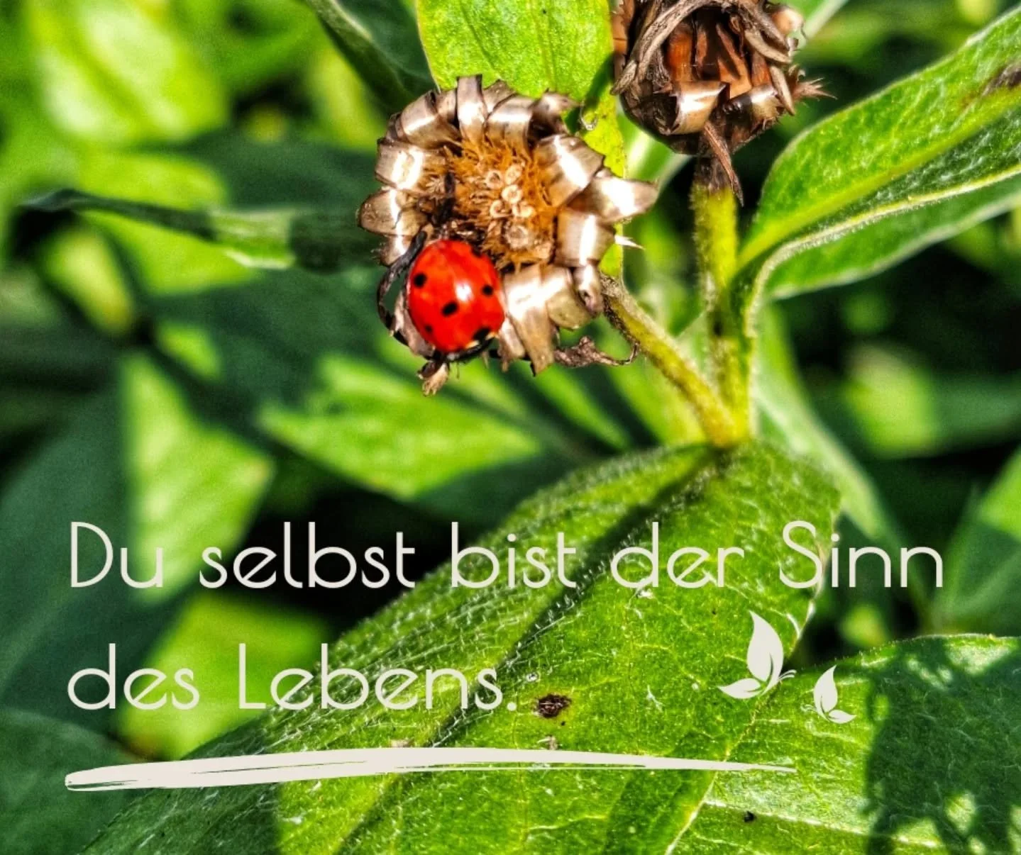 Der Sommer ist zu Ende, die Ernte vom Feld und Garten ist abgeschlossen. 

Auch bei uns Menschen &auml;ndert sich jetzt nach dieser intensiven Sommerzeit etwas. 
Wir haben viel erlebt, sind gereist, haben im Garten und am Haus gearbeitet, Feste gefei