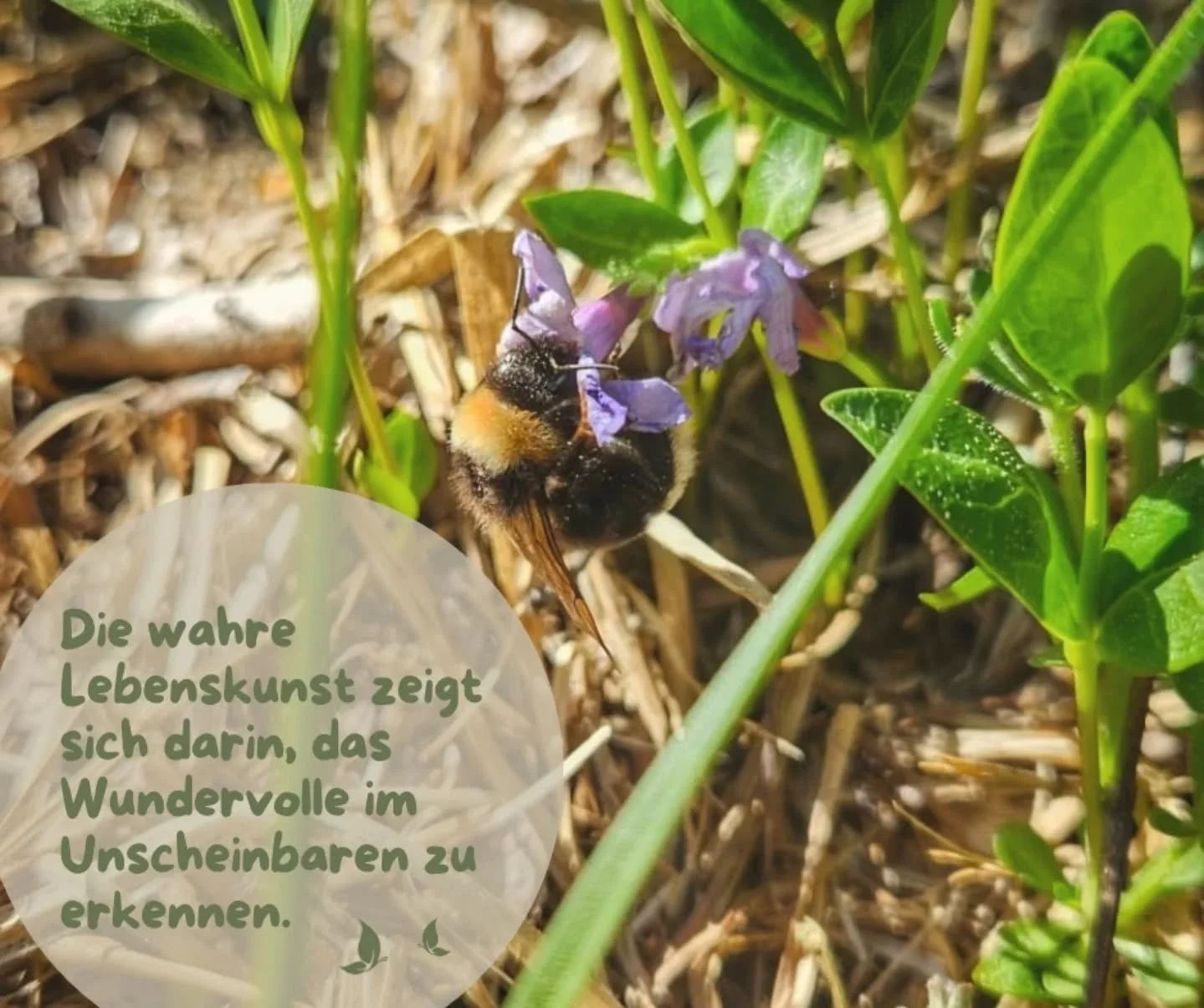 Ein langes Wochenende liegt vor uns. Herrliches "Sommerwetter" das uns nach drau&szlig;en ruft. ☀️☀️

Vielleicht nimmst du dir ein paar Minuten Zeit um dich umzusehen (die Pfingstrose, die jedes Jahr im Garten bl&uuml;ht, mit ihrer wundersc