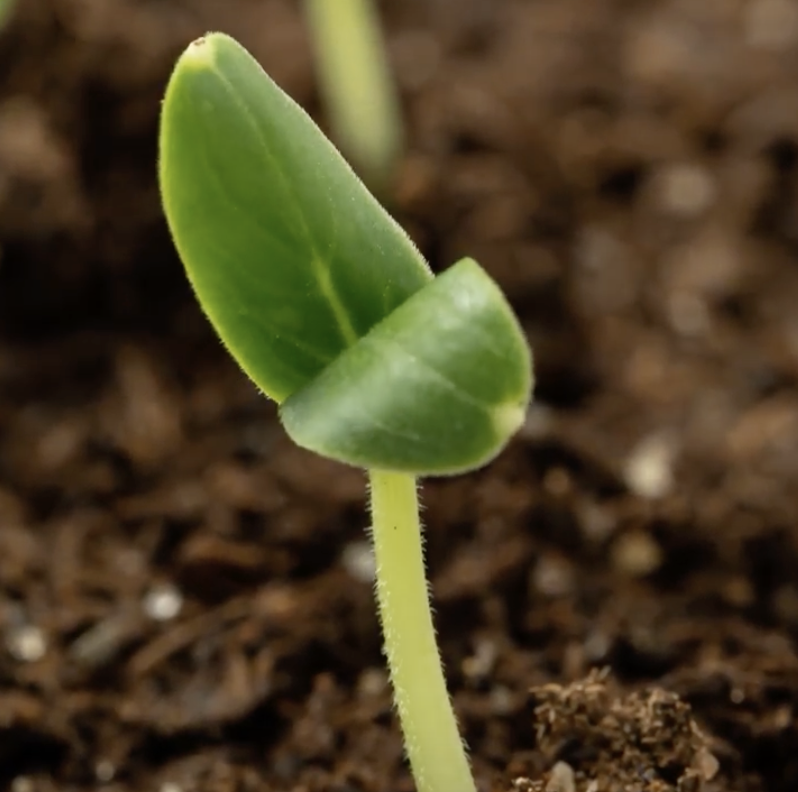 Screenshot 2024-09-27 at 11.00.06.png