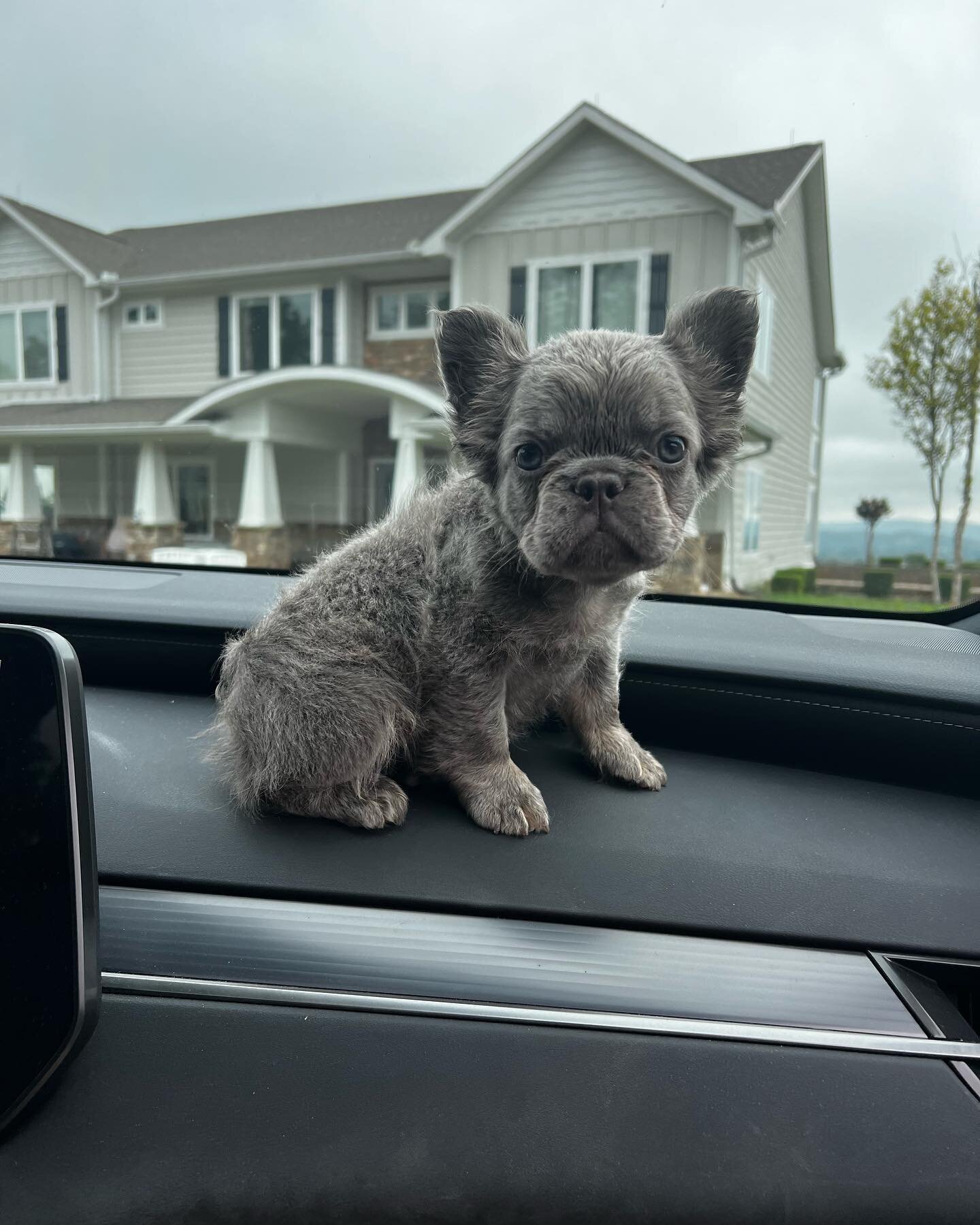 Ohh look,the sky decided to match my fur💅🏼🤭

#spoiledpup #rottenspoiled  #microfrenchbulldog #microfrenchie #microfluffy