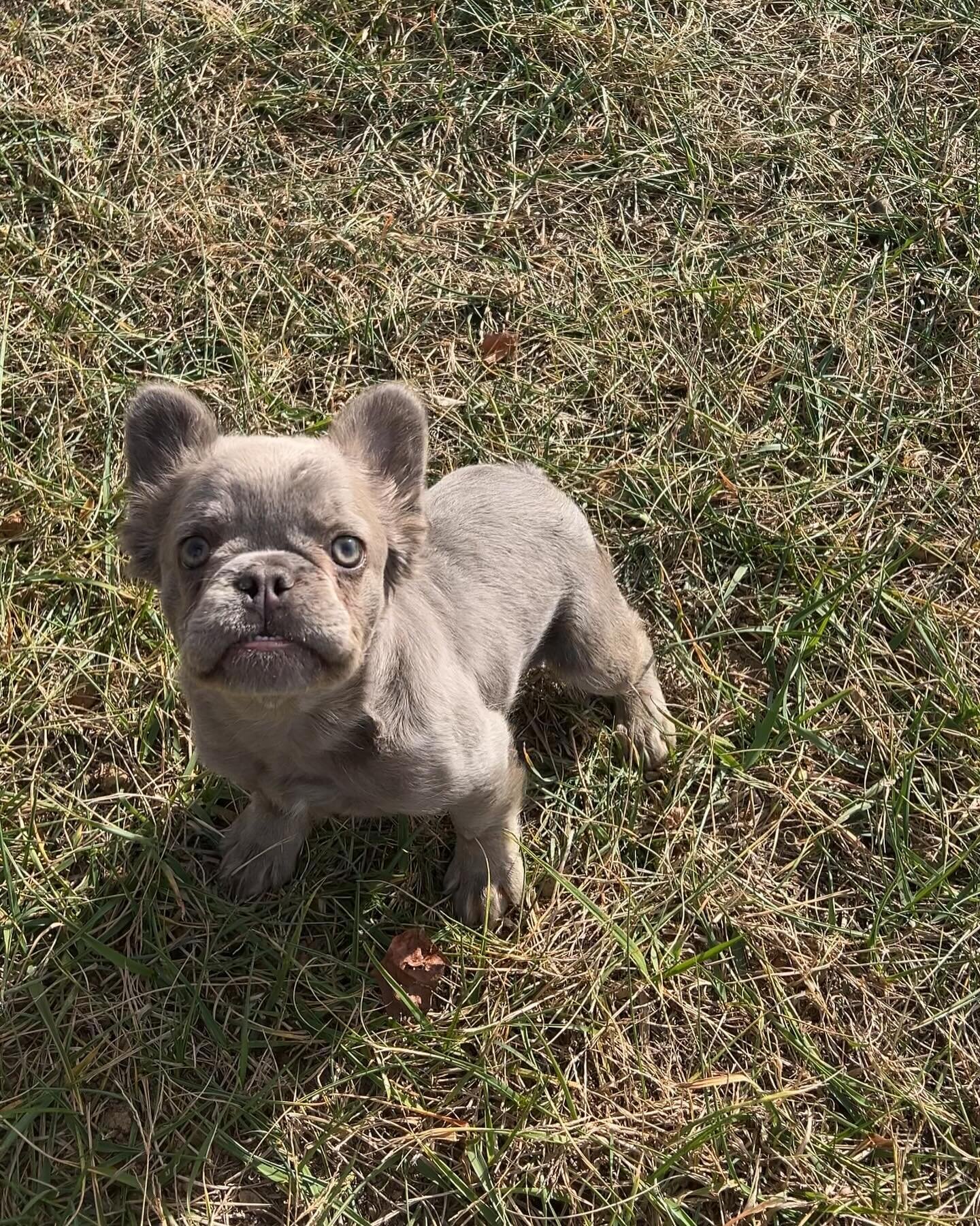 Just a badddddd lil Micro Fluffy named GigaFluff Groff at about 5 months old🩷

#tinyfrenchies
#microfluffyfrenchie