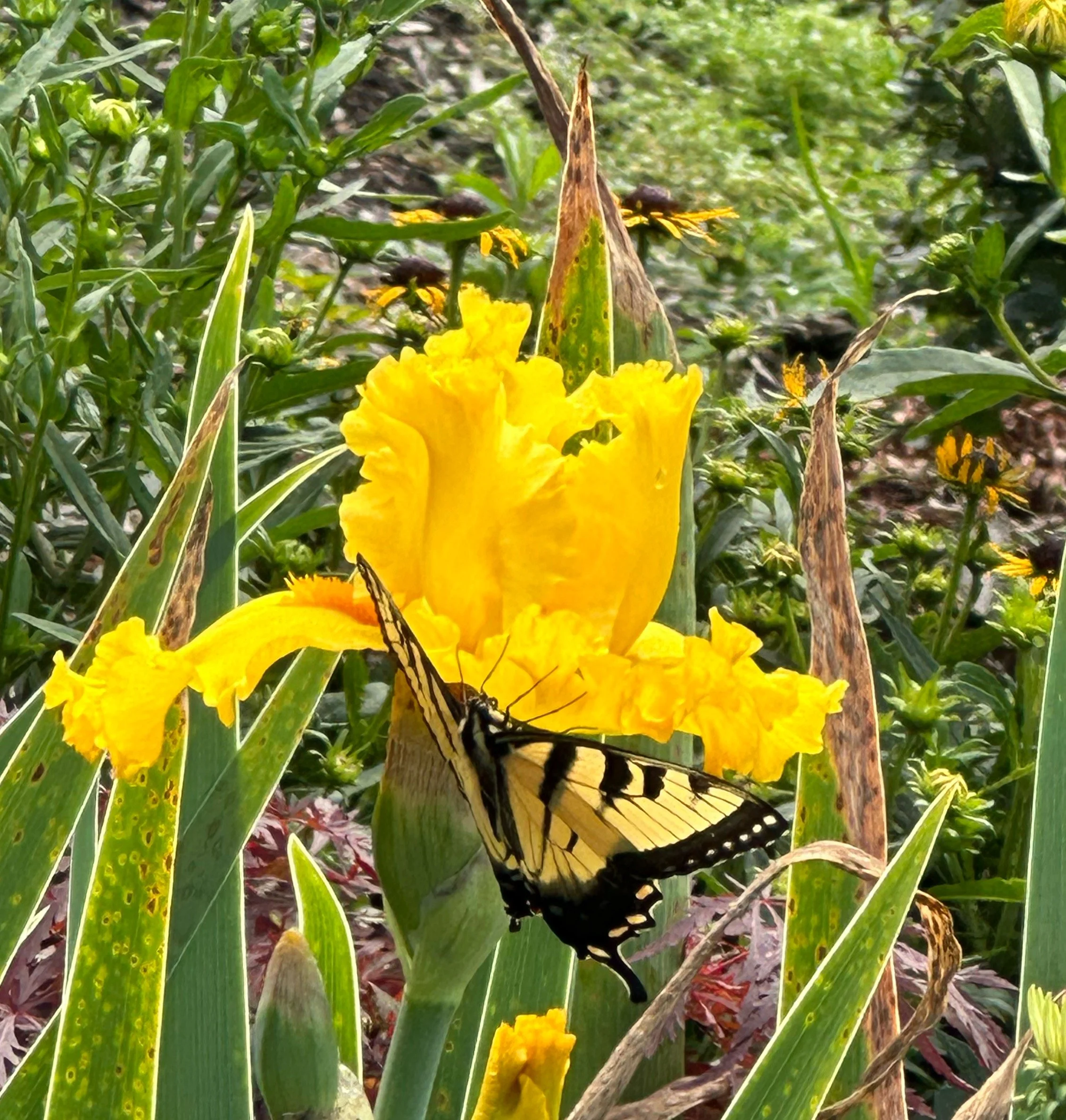Eastern Tiger Swallowtail on Yellow Gold_Robertson.JPG