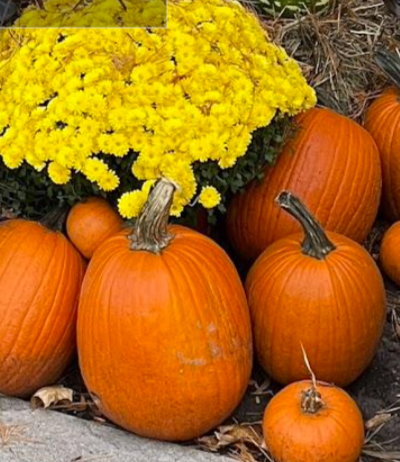 Members Only: Pumpkins Celebrate the Season