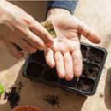 Starting Seeds: Indoors and Out + Intro to Microgreens