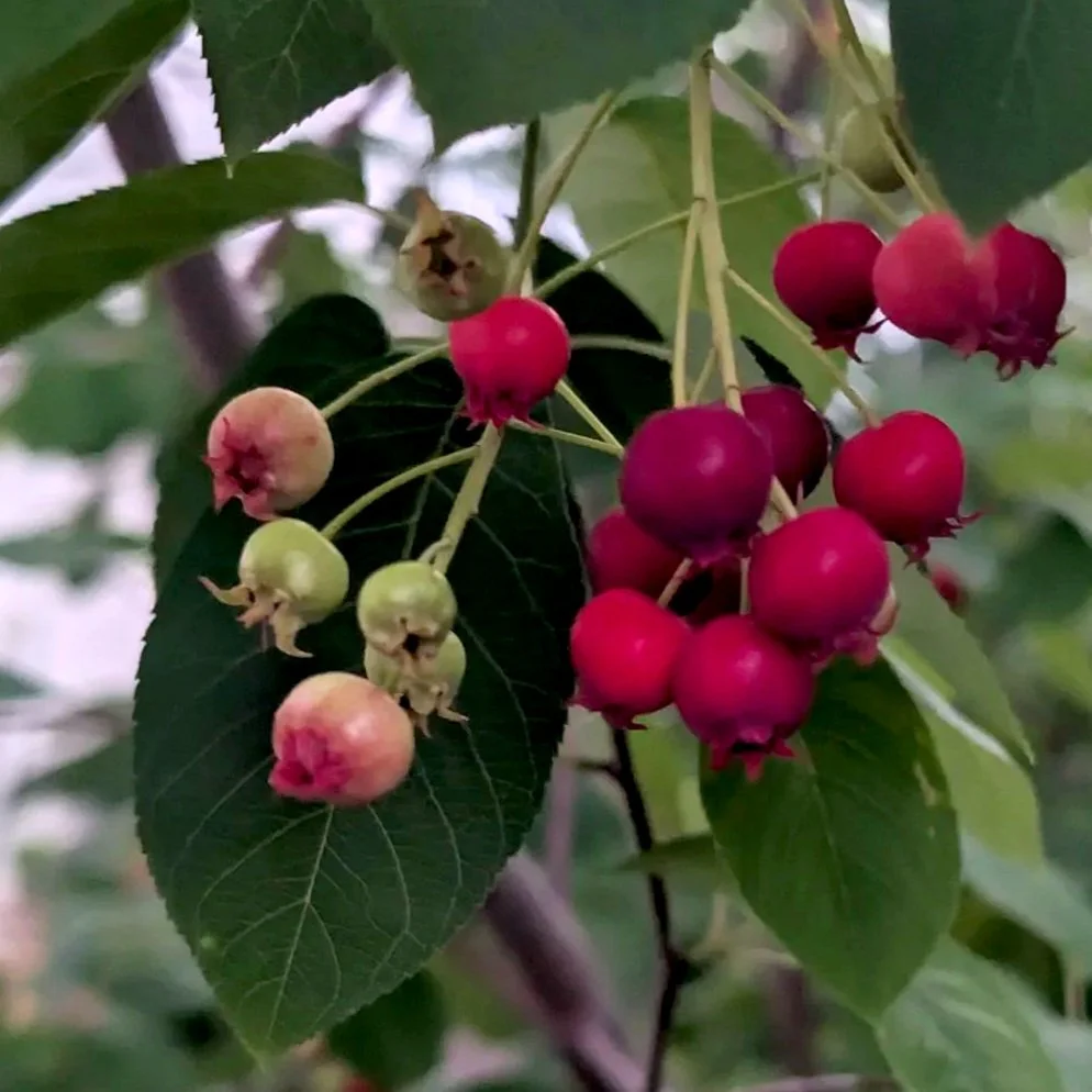 Edible Landscaping