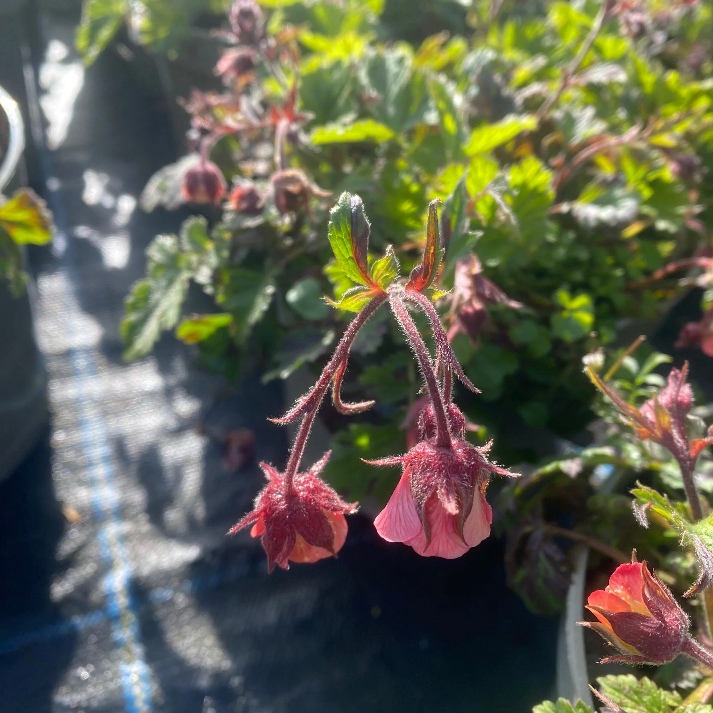 Preparing for Chelsea     