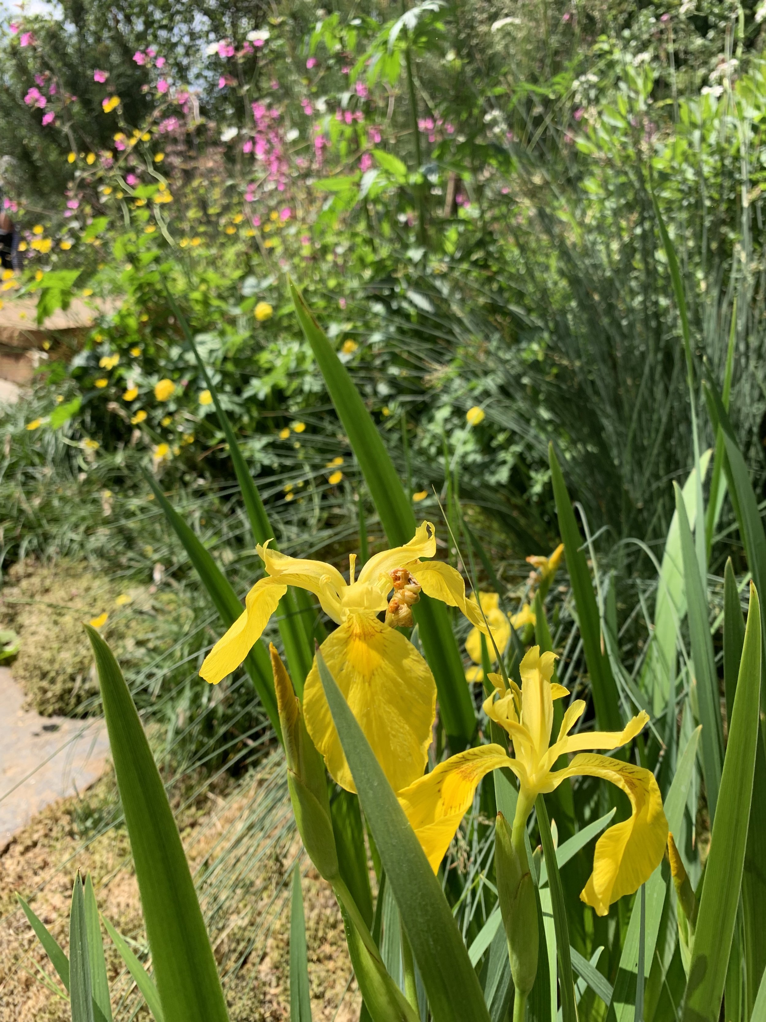 IMG_5542.jpeg