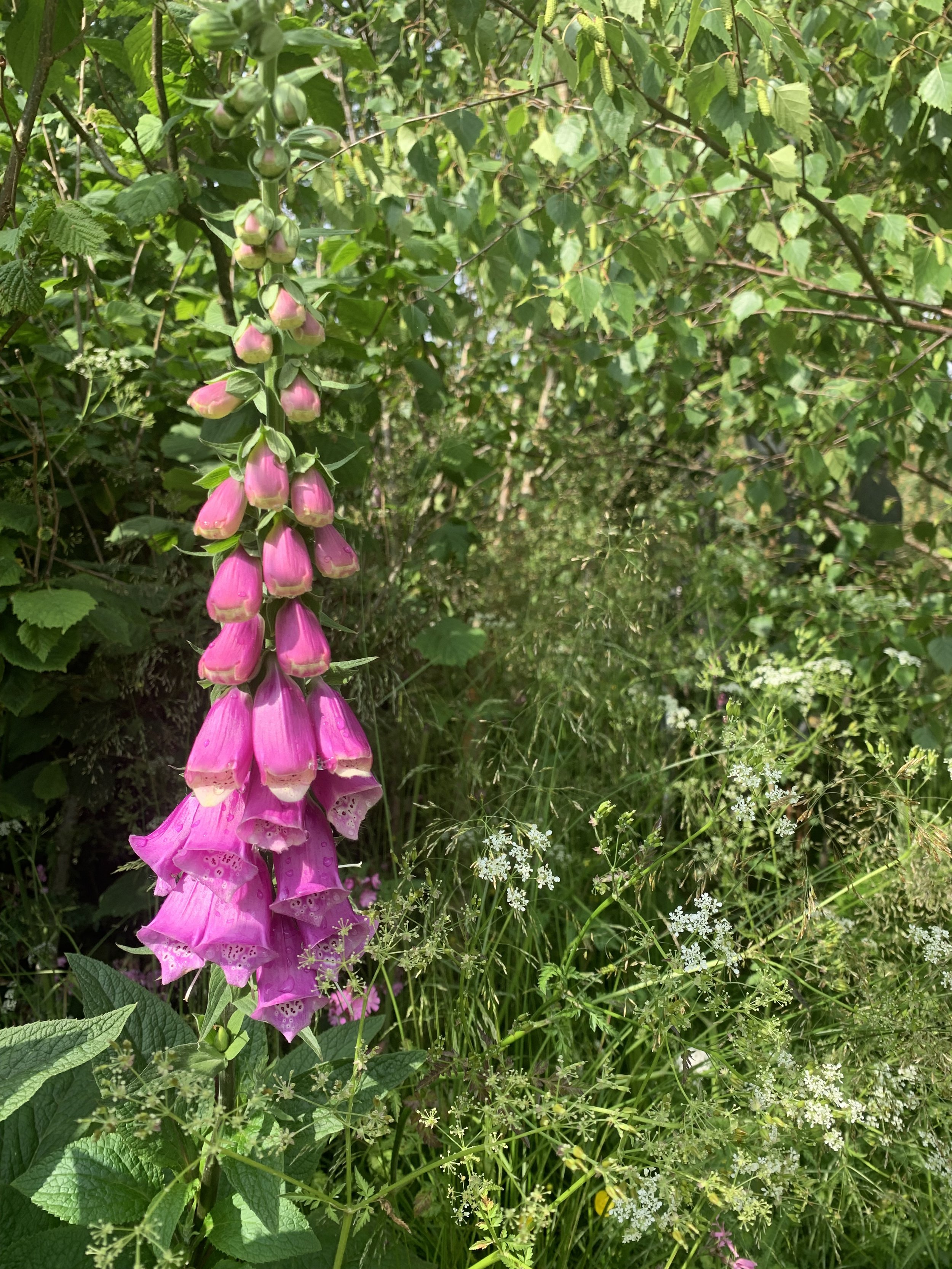 IMG_5573.jpeg