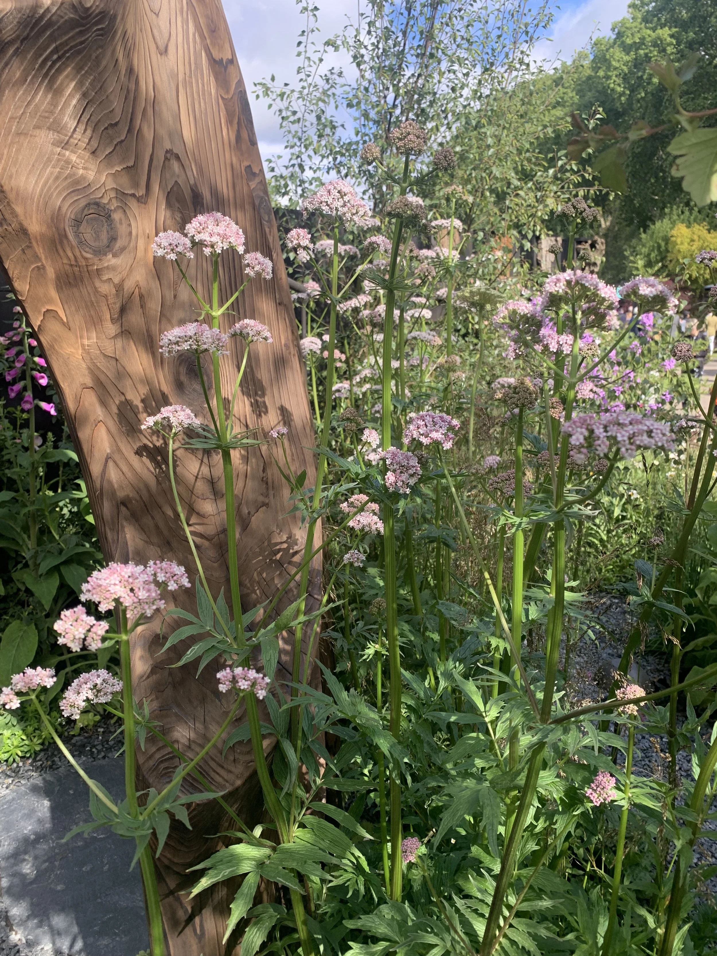 Pink and white flowering plants growing beside a large wooden log, with trees and blue sky in the background.