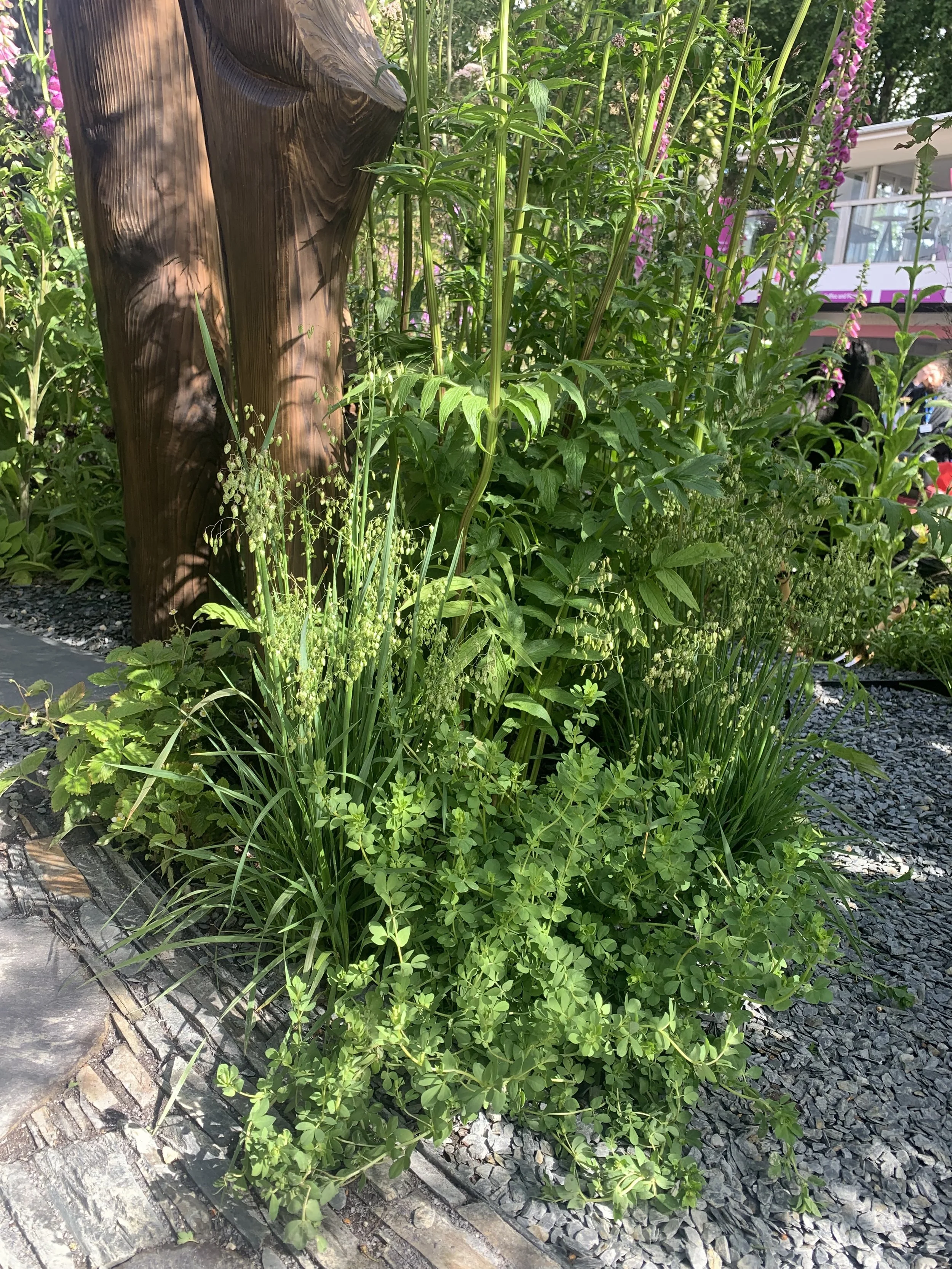 Close-up of a garden bed with green plants and shrubs, bordered by a slate edging, with a wooden post and a gravel pathway nearby. In the background, there is a building with large windows and purple accents.