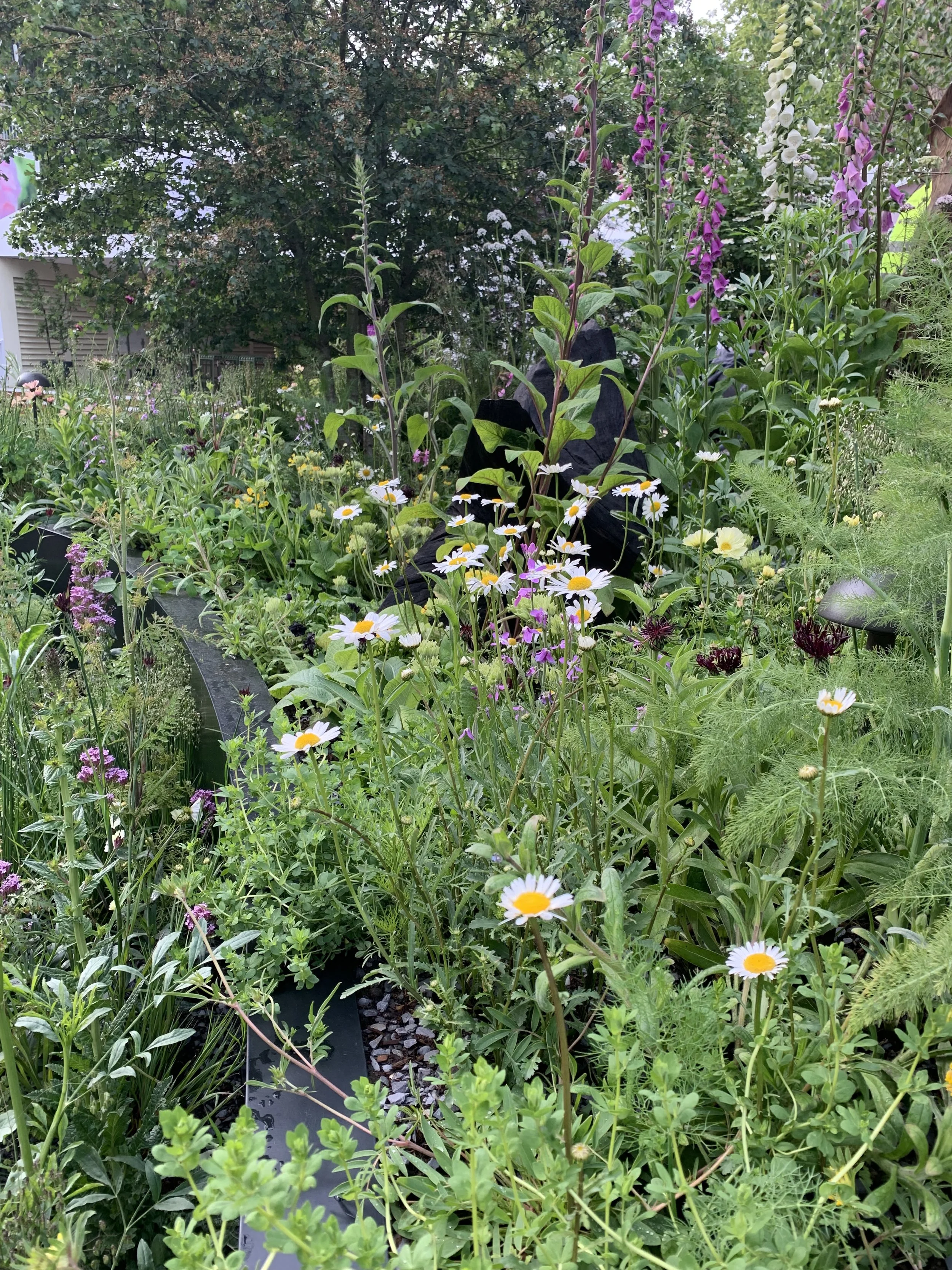 A lush garden filled with various green plants and colorful flowers such as white daisies, purple, white, and pink blooms. There is a black drip irrigation line running through the plants and a tree in the background.